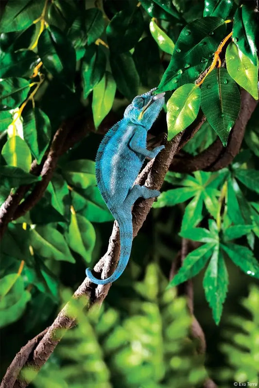 Liana Exo Terra