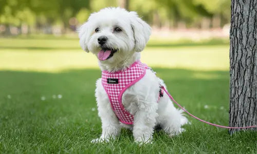 Correas-y-collares-para-perros Todoanimal.es