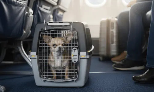 Transportines-y-Bolsos-para-Perros Todoanimal.es