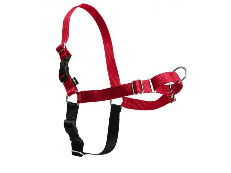 ARNES + CORREA EASY WALK - Todoanimal.es