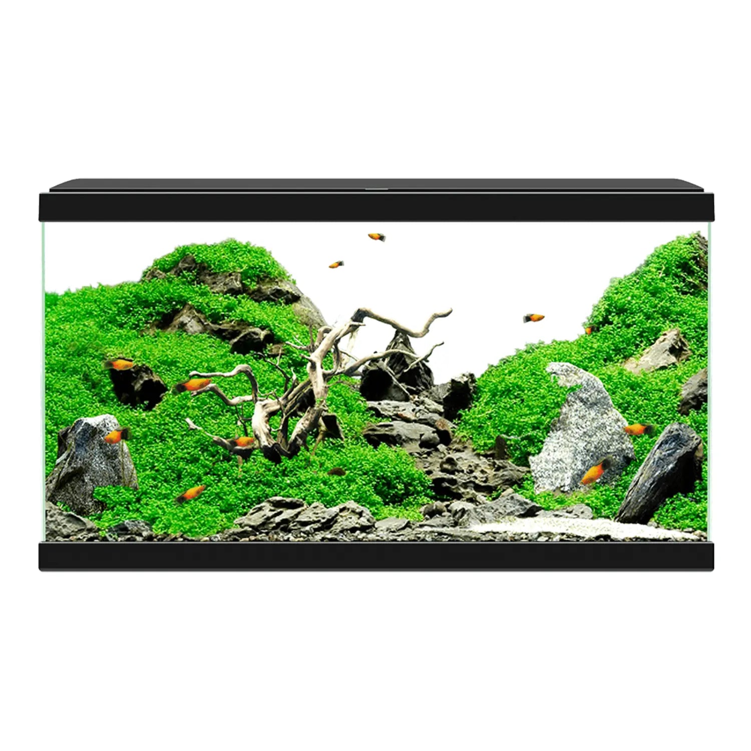 Acuario Aquarium 60 Led Ciano - Incluye Filtro Interior 60x30x33,5cm 58L. CIANO