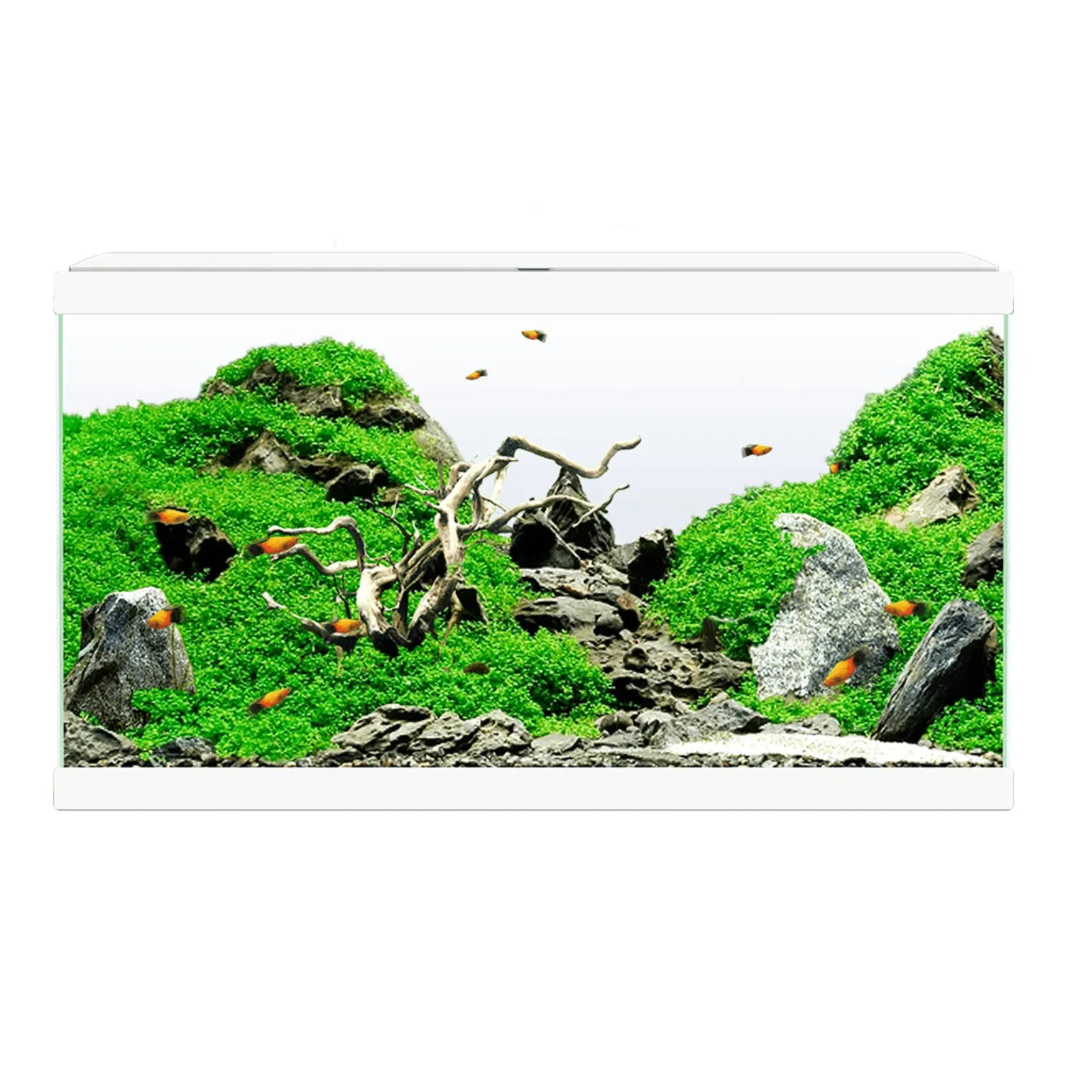 Acuario Aquarium 60 Led Ciano - Incluye Filtro Interior 60x30x33,5cm 58L. CIANO