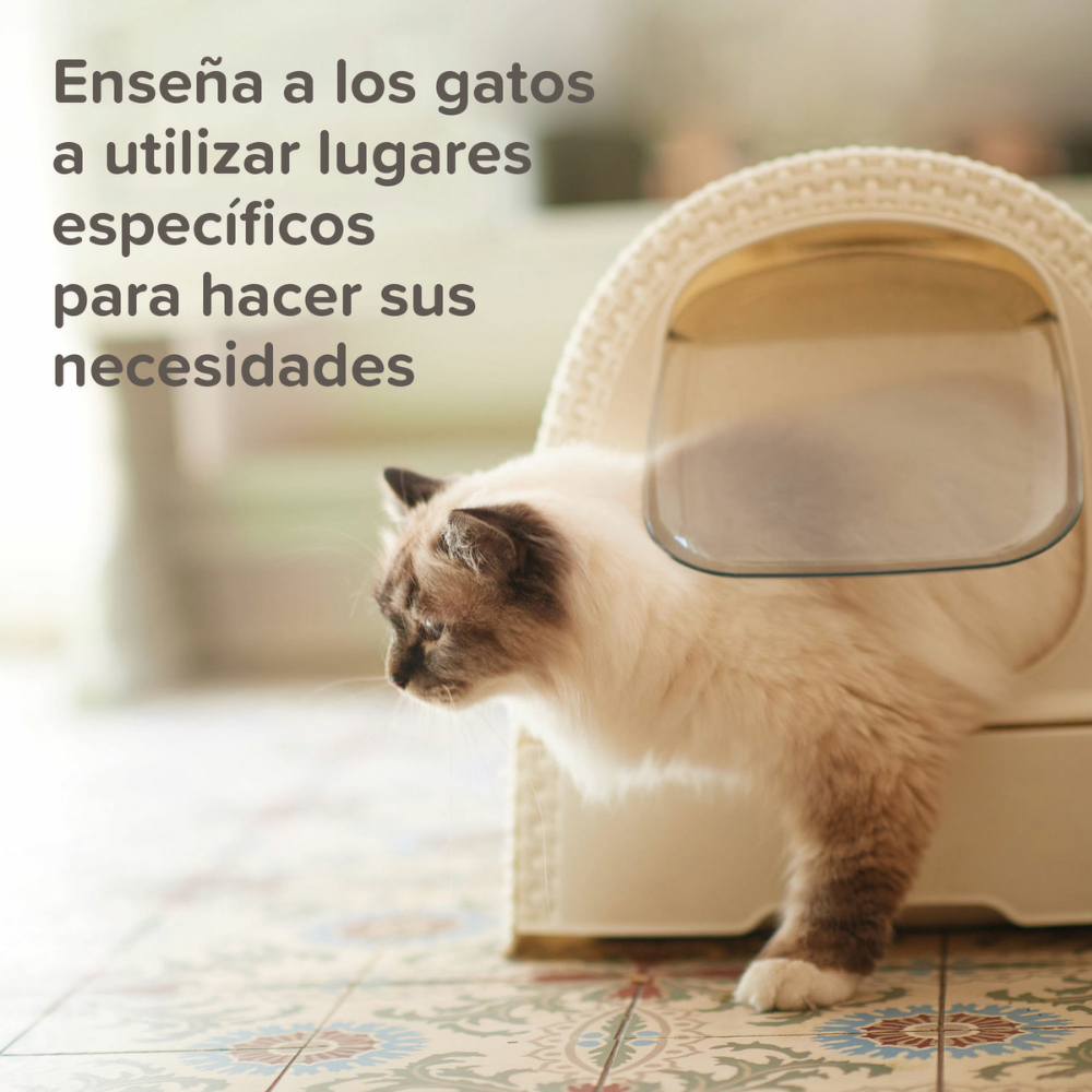 Beaphar Cat Trainer 10 ml al mejor precio -Todoanimal.es