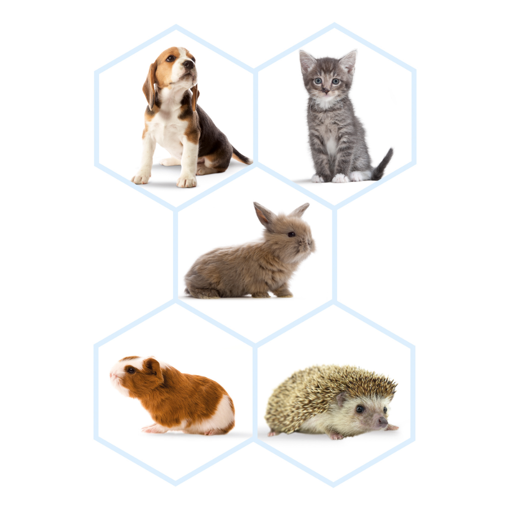 Beaphar Kit Lactol Biberon + 4 Tetinas + Limpiador al mejor precio -Todoanimal.es