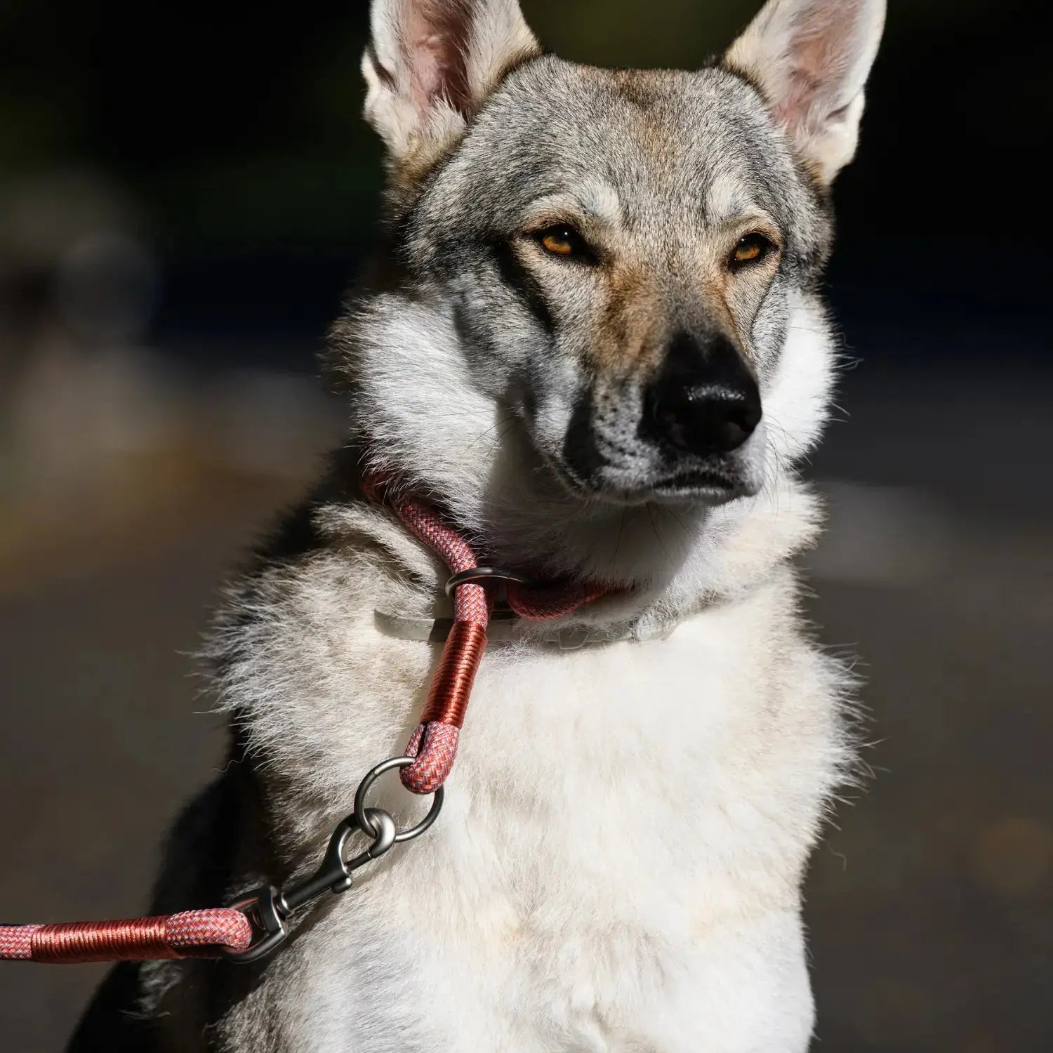 Collar Craft Round Recycled Freedog FREEDOG IMPORT, S. L.