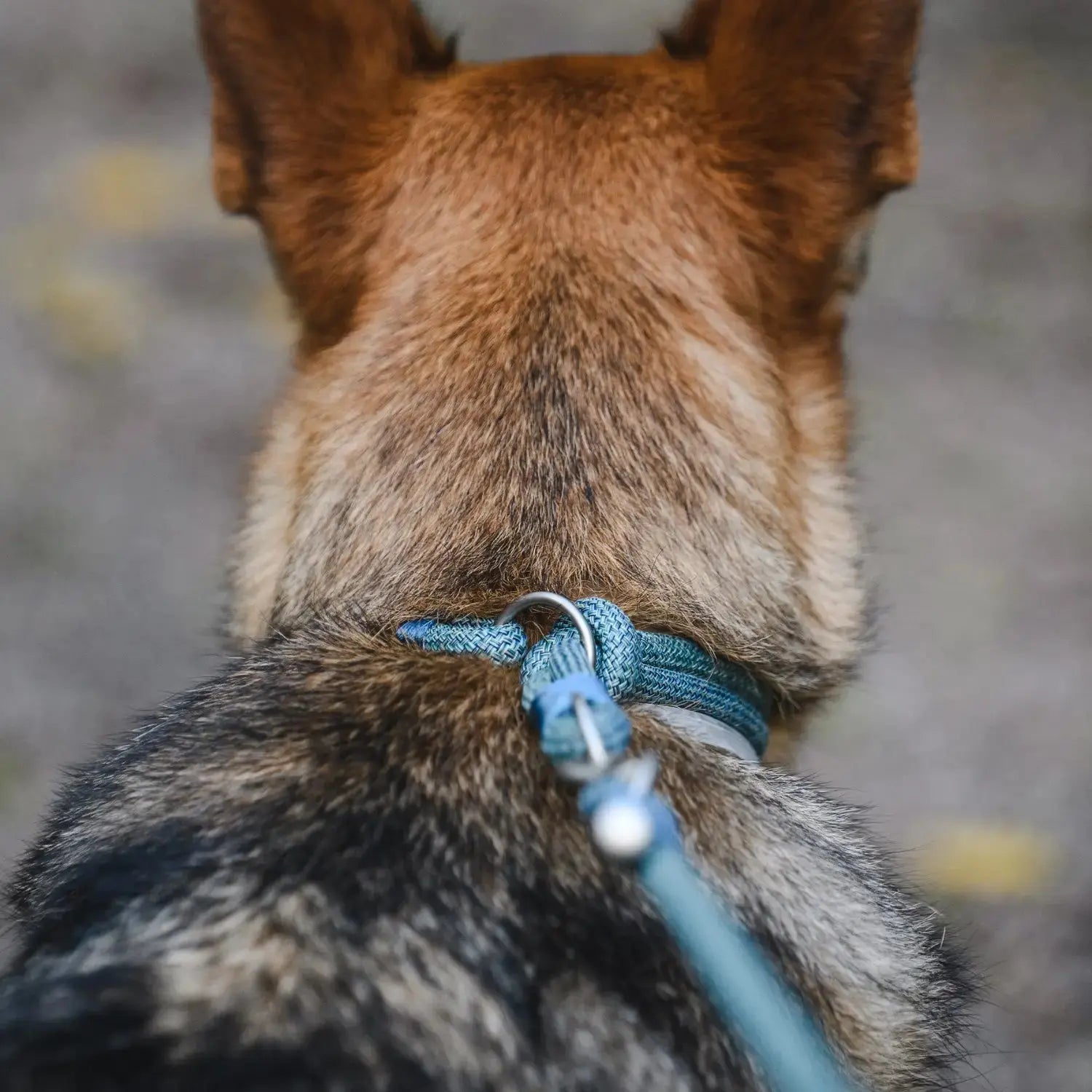 Collar Craft Round Recycled Freedog FREEDOG IMPORT, S. L.