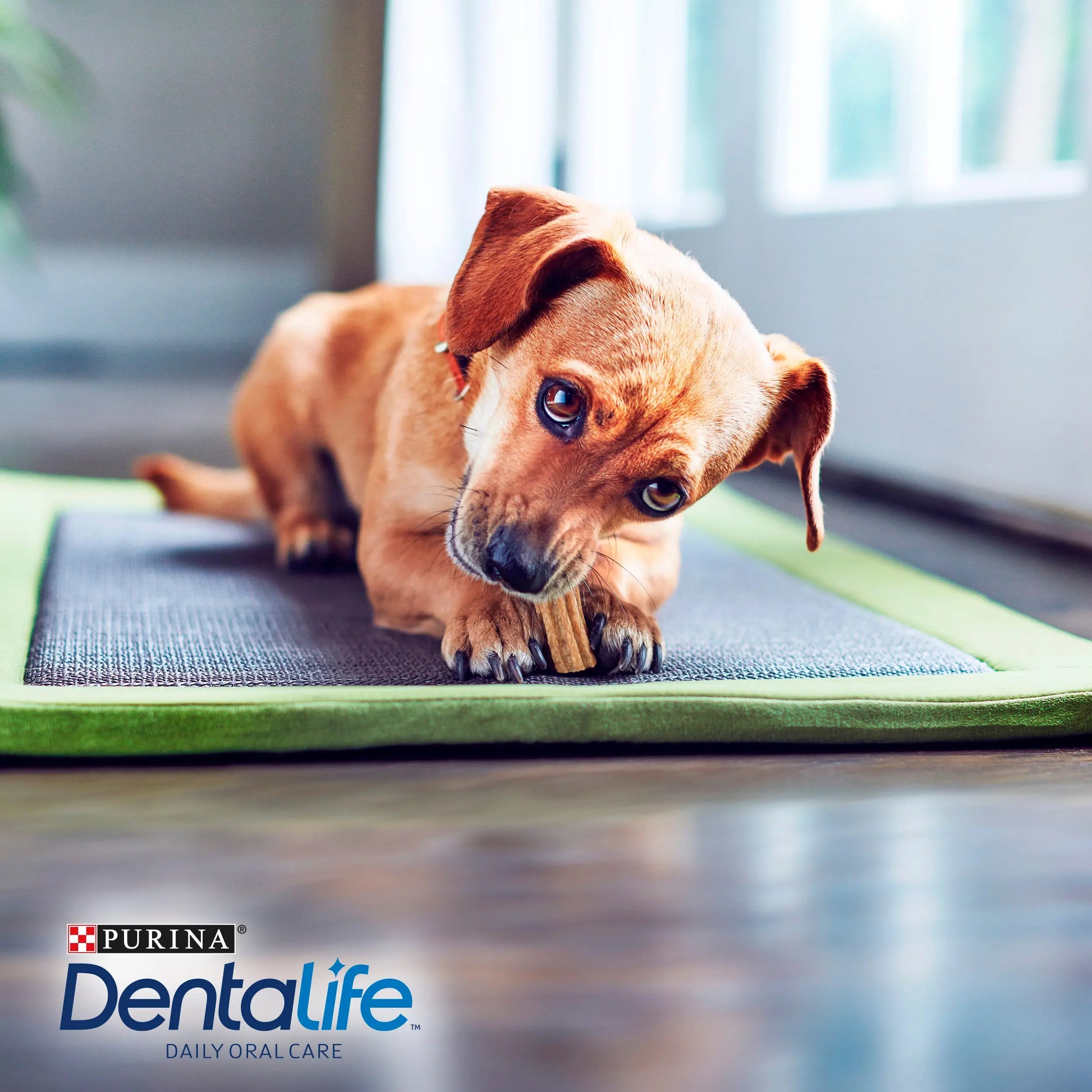 Dentalife Dog Extra Mini 7 Sticks al mejor precio -Todoanimal.es