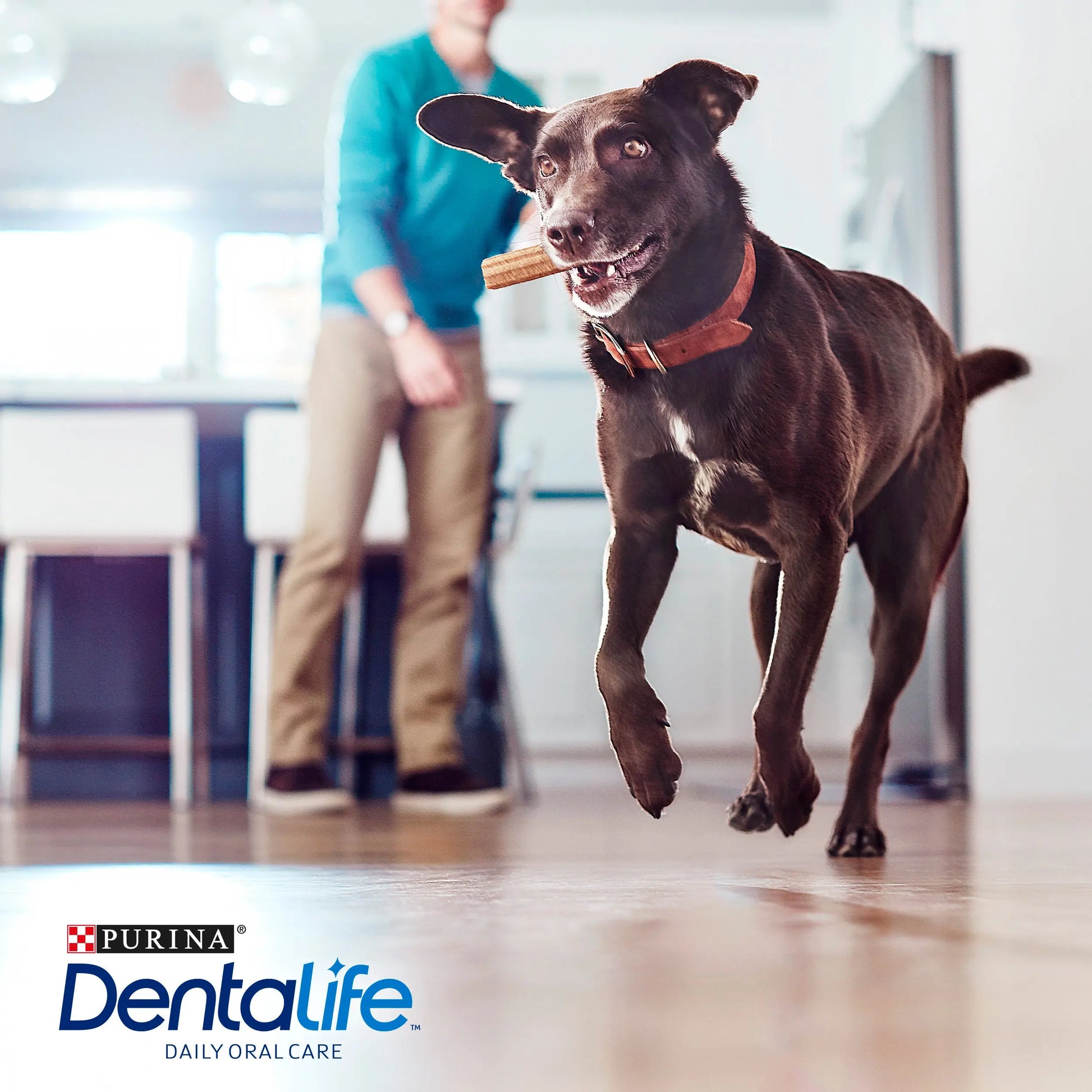 Dentalife Dog Large 4 Sticks al mejor precio -Todoanimal.es