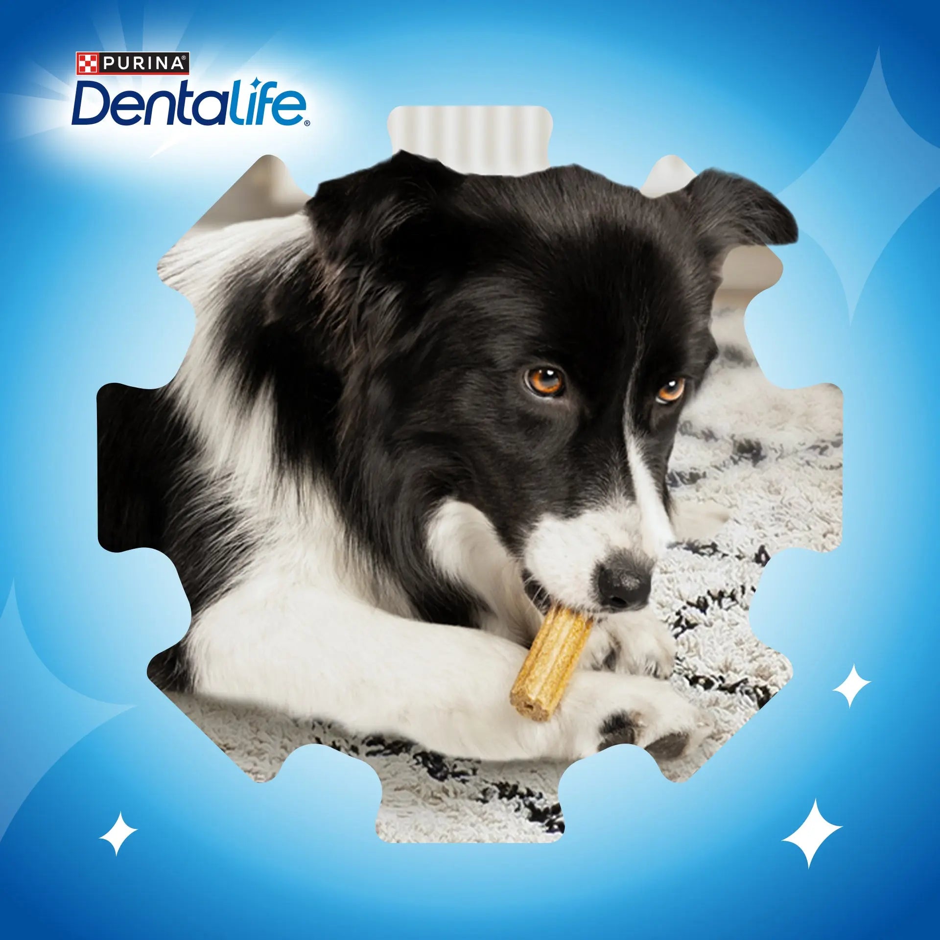 Dentalife Dog Medium 42 Sticks al mejor precio -Todoanimal.es