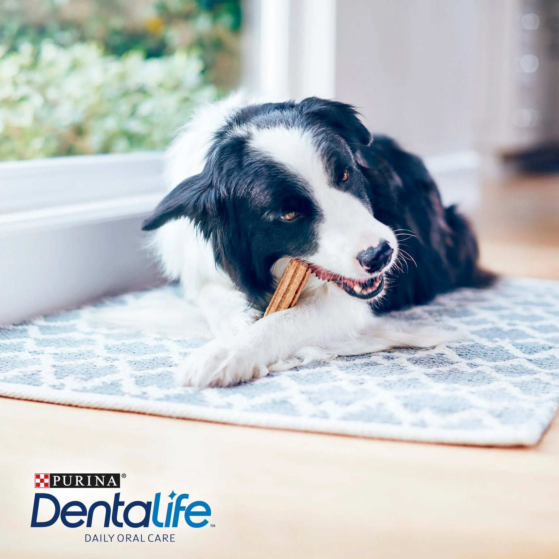 Dentalife Dog Medium 5 Sticks al mejor precio -Todoanimal.es