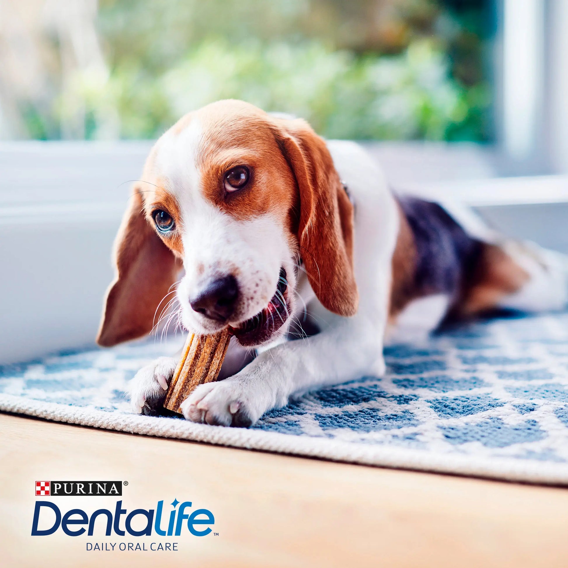 Dentalife Dog Small 54 Sticks al mejor precio -Todoanimal.es