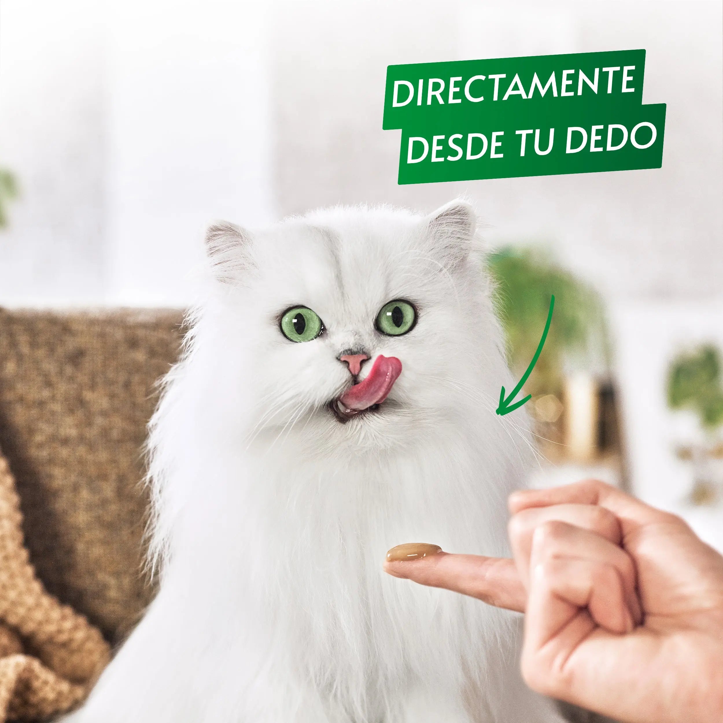 Gourmet Nature'S Creations Pure Pollo y Calabaza 5x10 g al mejor precio -Todoanimal.es