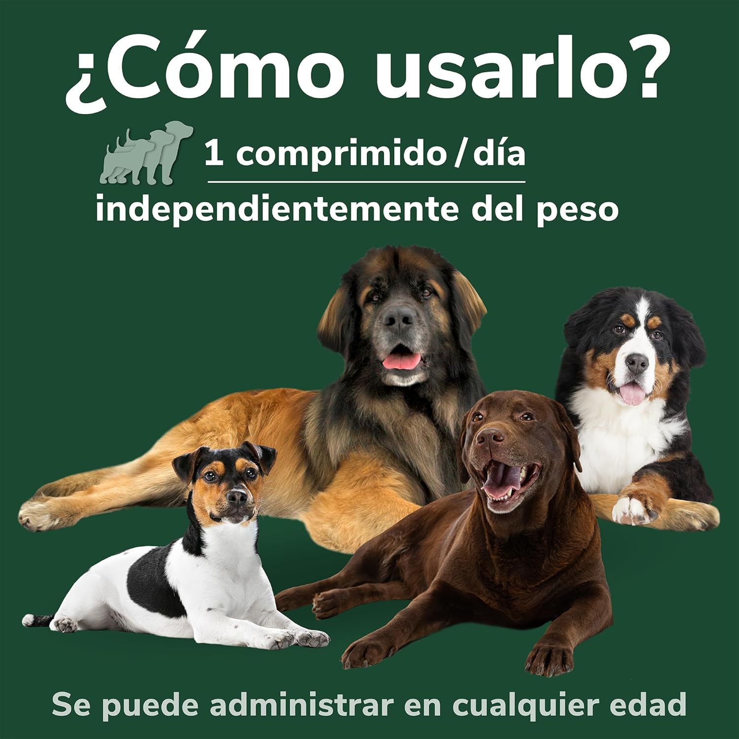 Hifarmax Omnicondro ProRapid 60 Comprimidos Suplemento Condroprotector para Perros al mejor precio -Todoanimal.es