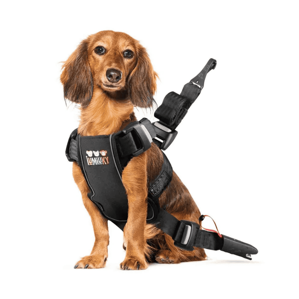 Iumiuky Travel Fix Arnés Pet Coche para Perros al mejor precio -Todoanimal.es