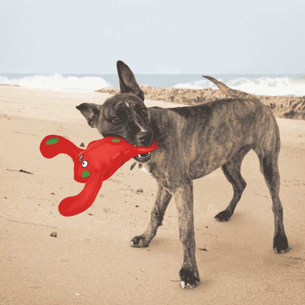 Kong Belly Flops Lobster Juguete para Perros al mejor precio -Todoanimal.es