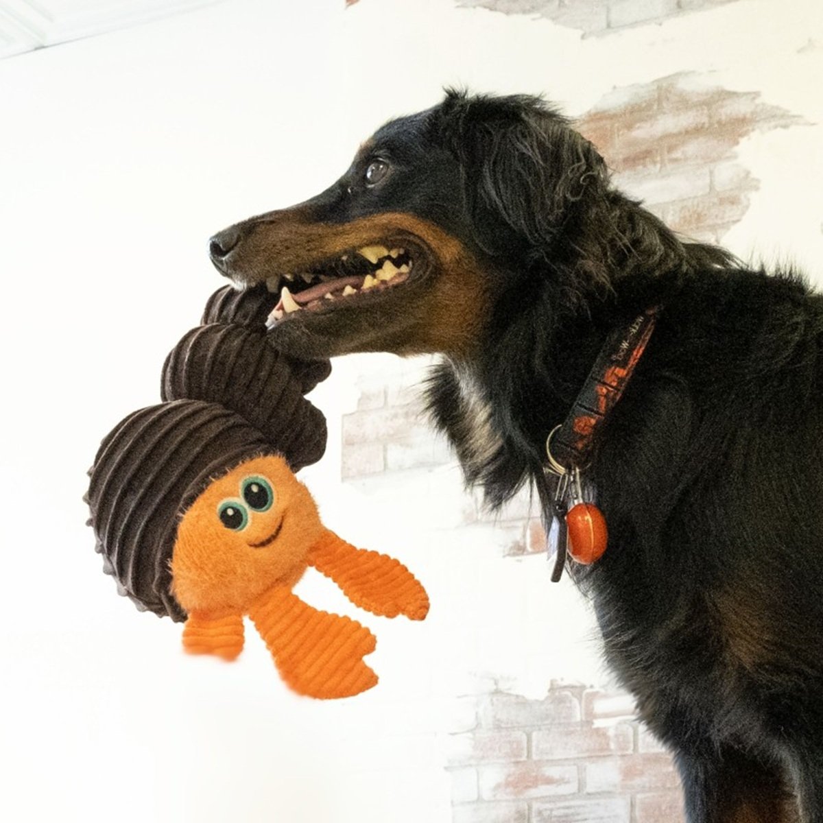 Kong Cuteseas Rufflez Hermit Crab S/M Juguete para Perros al mejor precio -Todoanimal.es