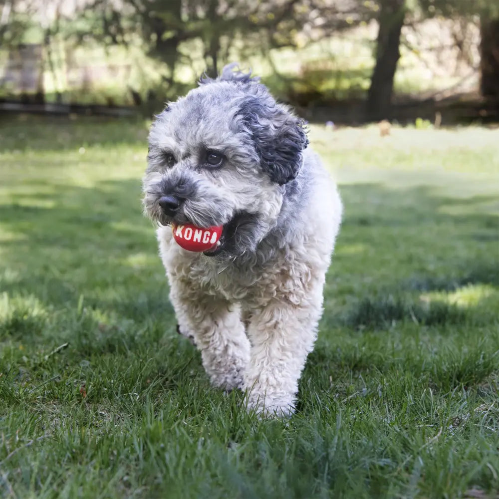 Kong Signature Balls Pack-2 al mejor precio -Todoanimal.es
