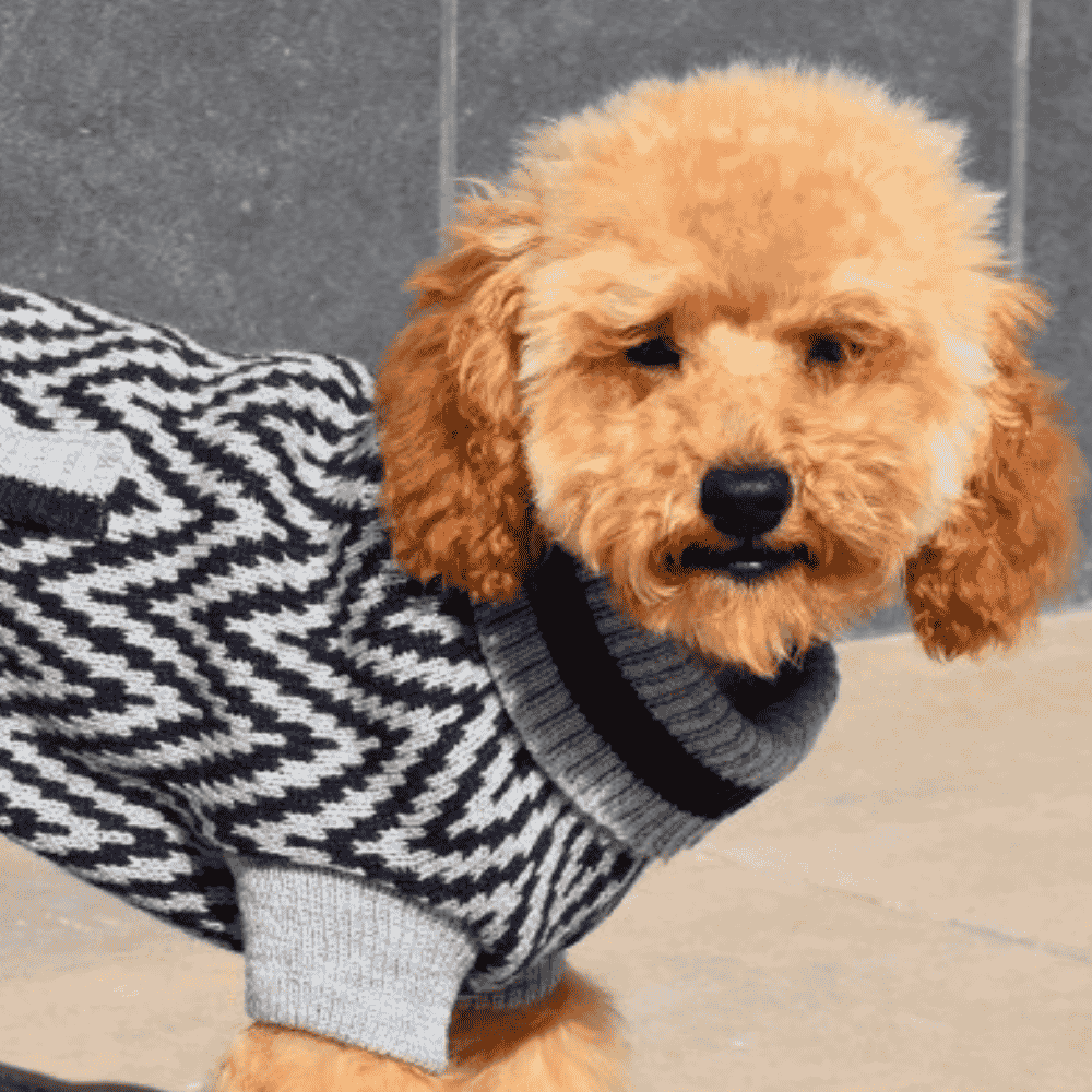 Nayeco Jersey Punto Birmingham Ropa para Perros al mejor precio -Todoanimal.es