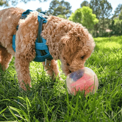Nina Ottosson Rumble Puzzle Interactivo para perros al mejor precio -Todoanimal.es