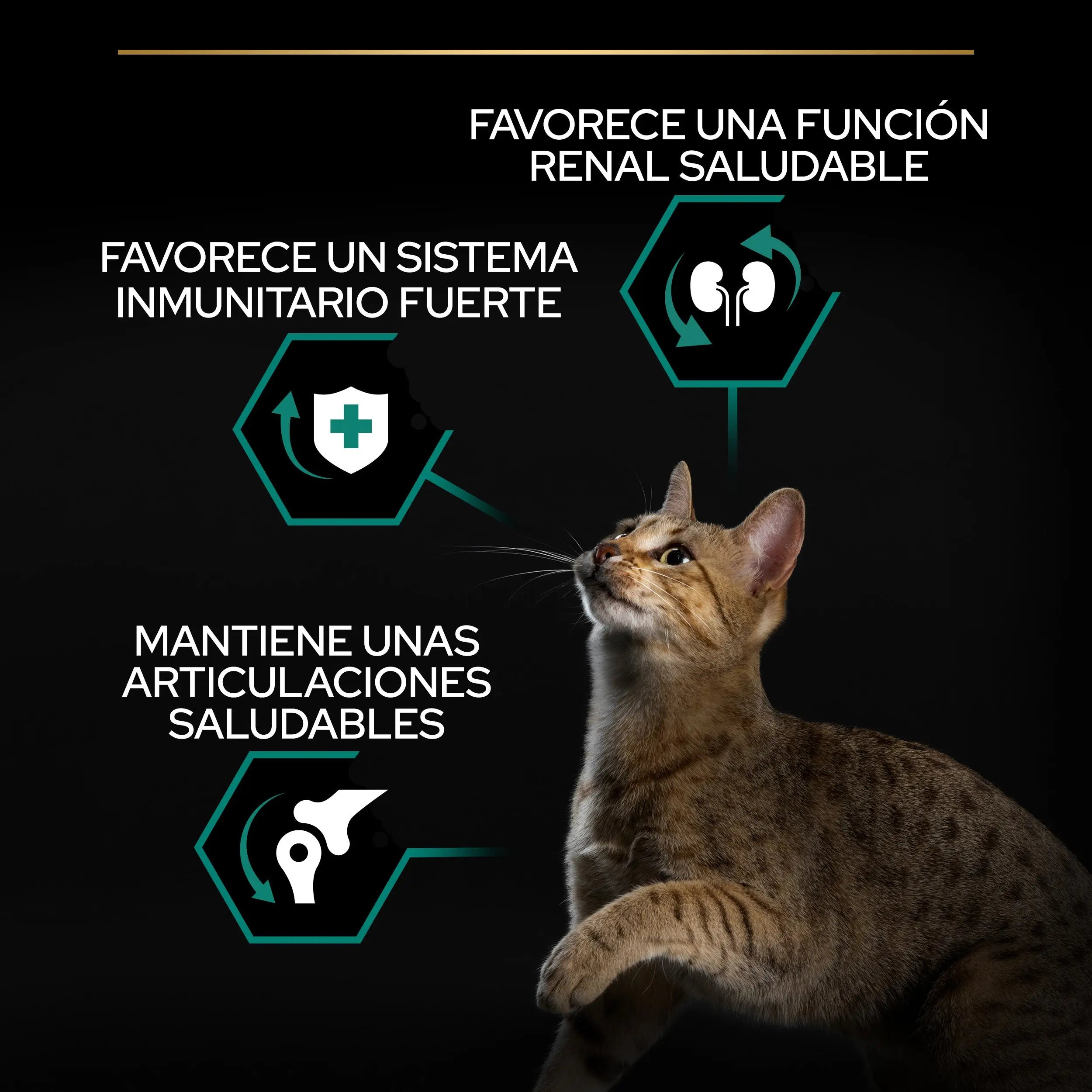 Pro Plan Cat Adult Renal+ Pollo 1,5 kg al mejor precio -Todoanimal.es