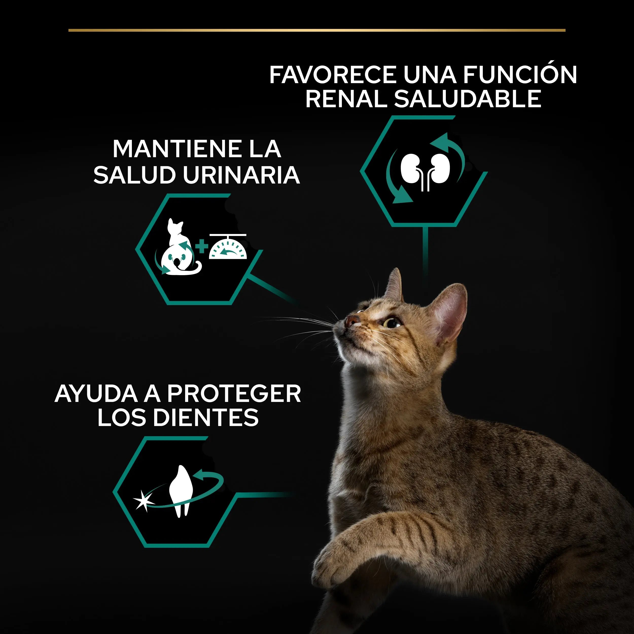 Pro Plan Cat Sterilized Adult Renal+ Salmón 10 kg al mejor precio -Todoanimal.es