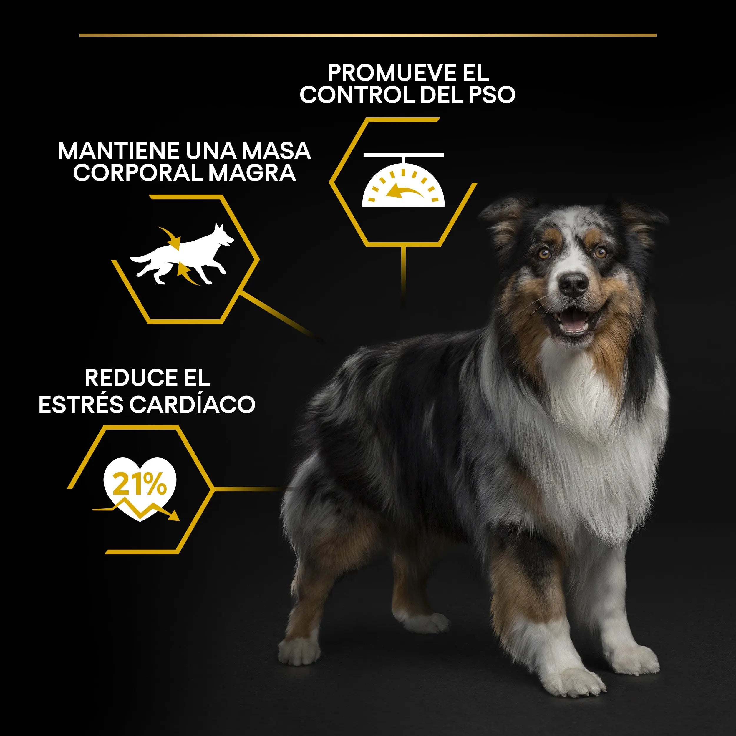 Pro Plan Dog Allsize Adult Light Sterilized Pollo 3 kg al mejor precio -Todoanimal.es