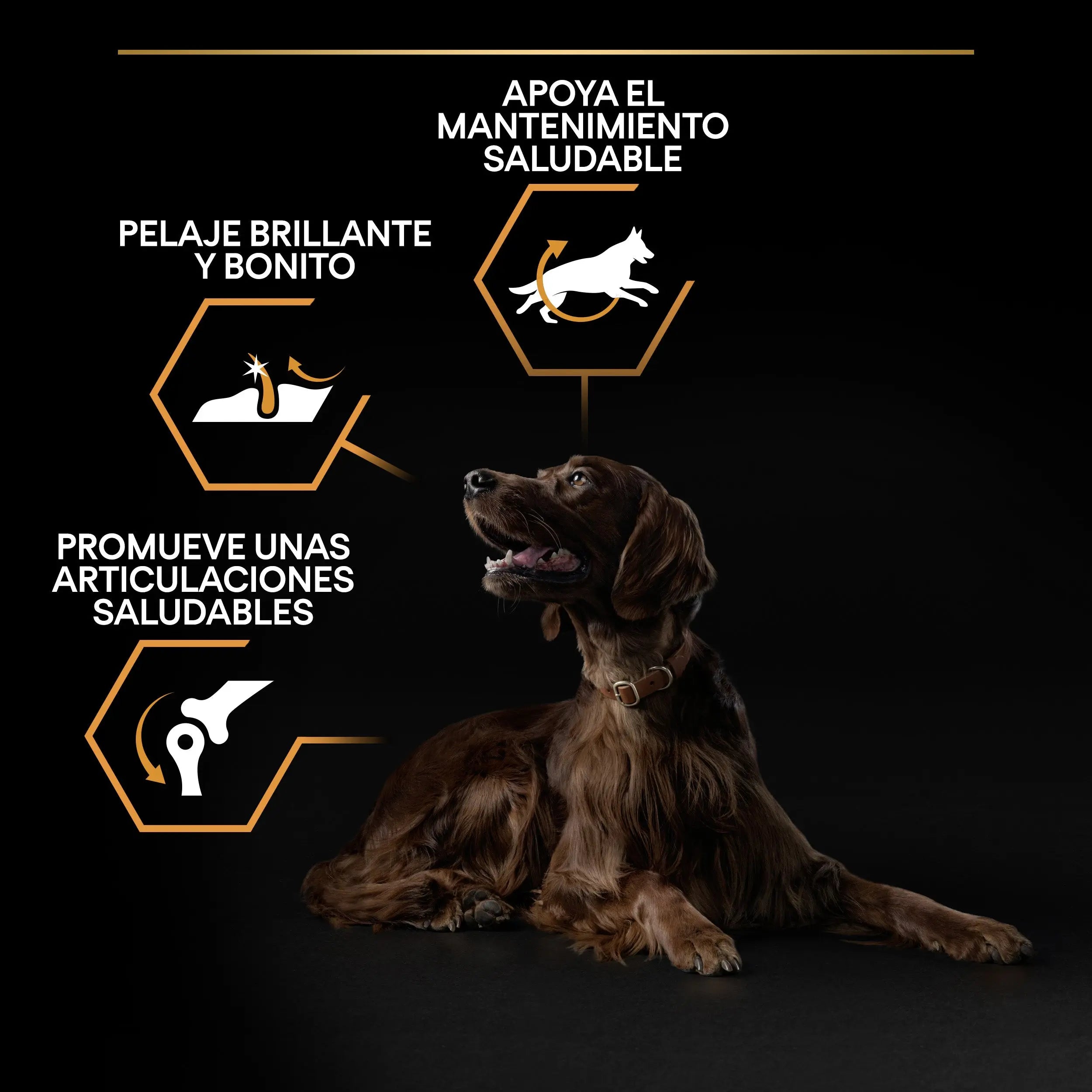 Pro Plan Dog Large Athletic Adult Pollo 14 kg+2,5 kg gratis al mejor precio -Todoanimal.es