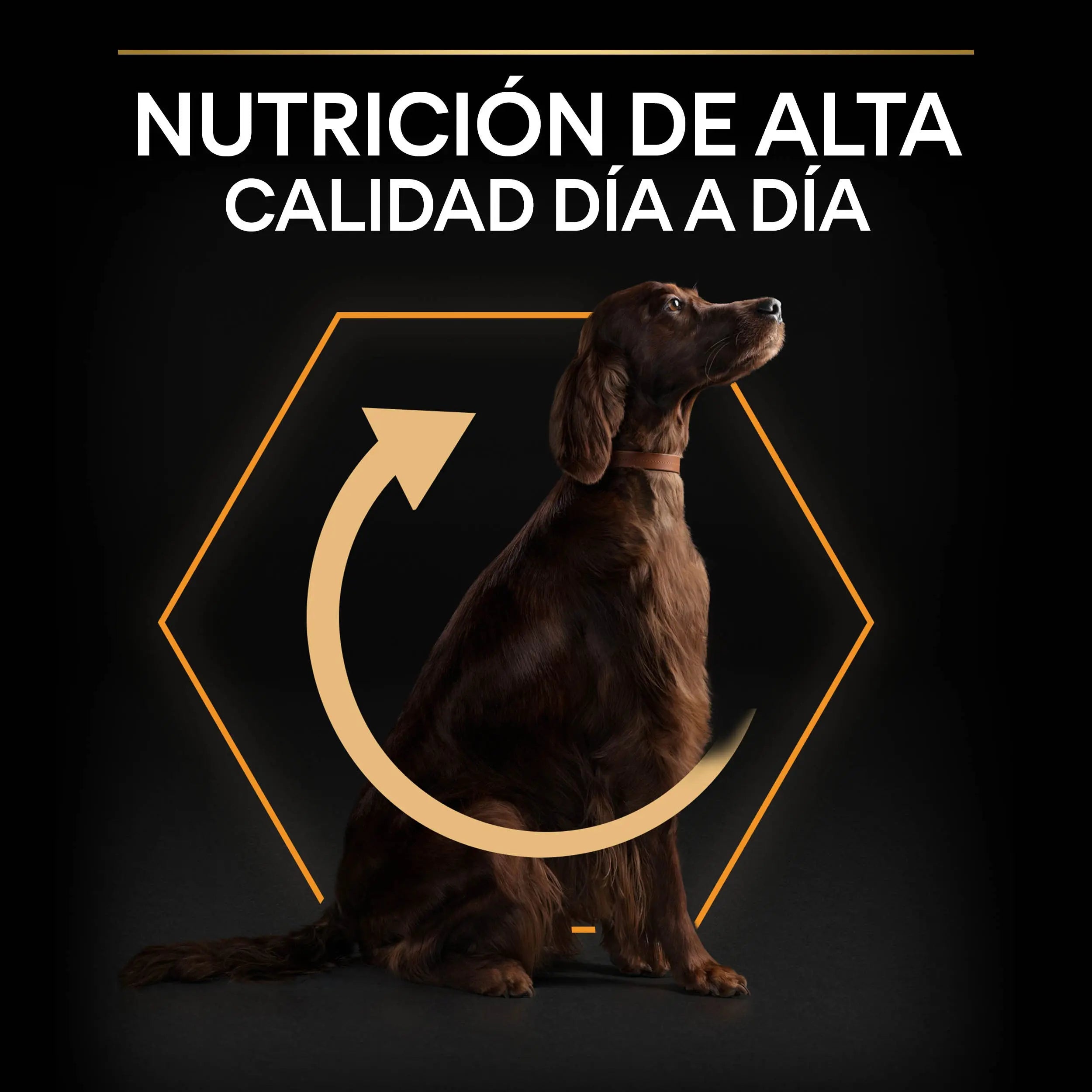 Pro Plan Dog Large Athletic Adult Pollo 14 kg+2,5 kg gratis al mejor precio -Todoanimal.es