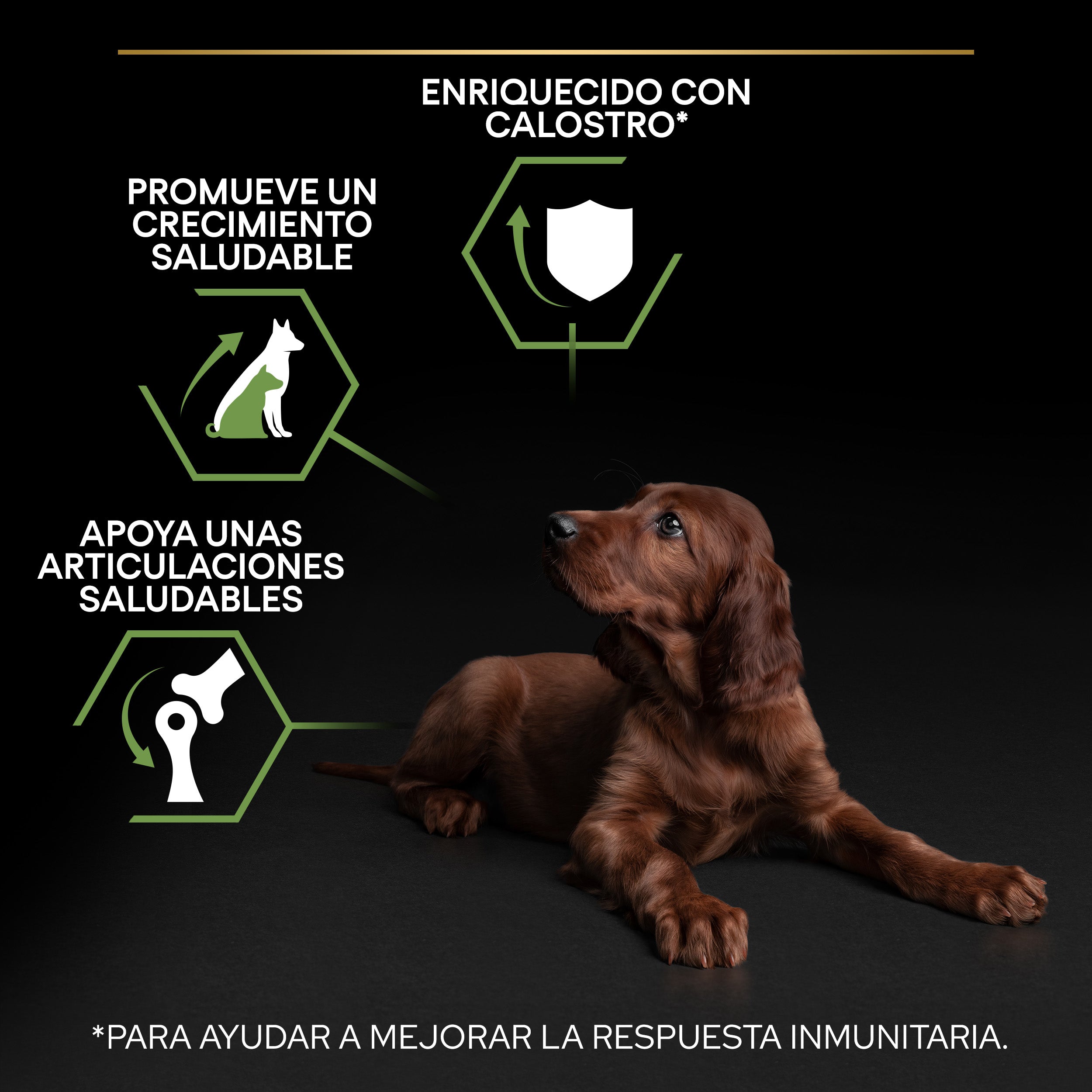 Pro Plan Dog Large Athletic Puppy Start Pollo Pienso para Cachorros al mejor precio -Todoanimal.es