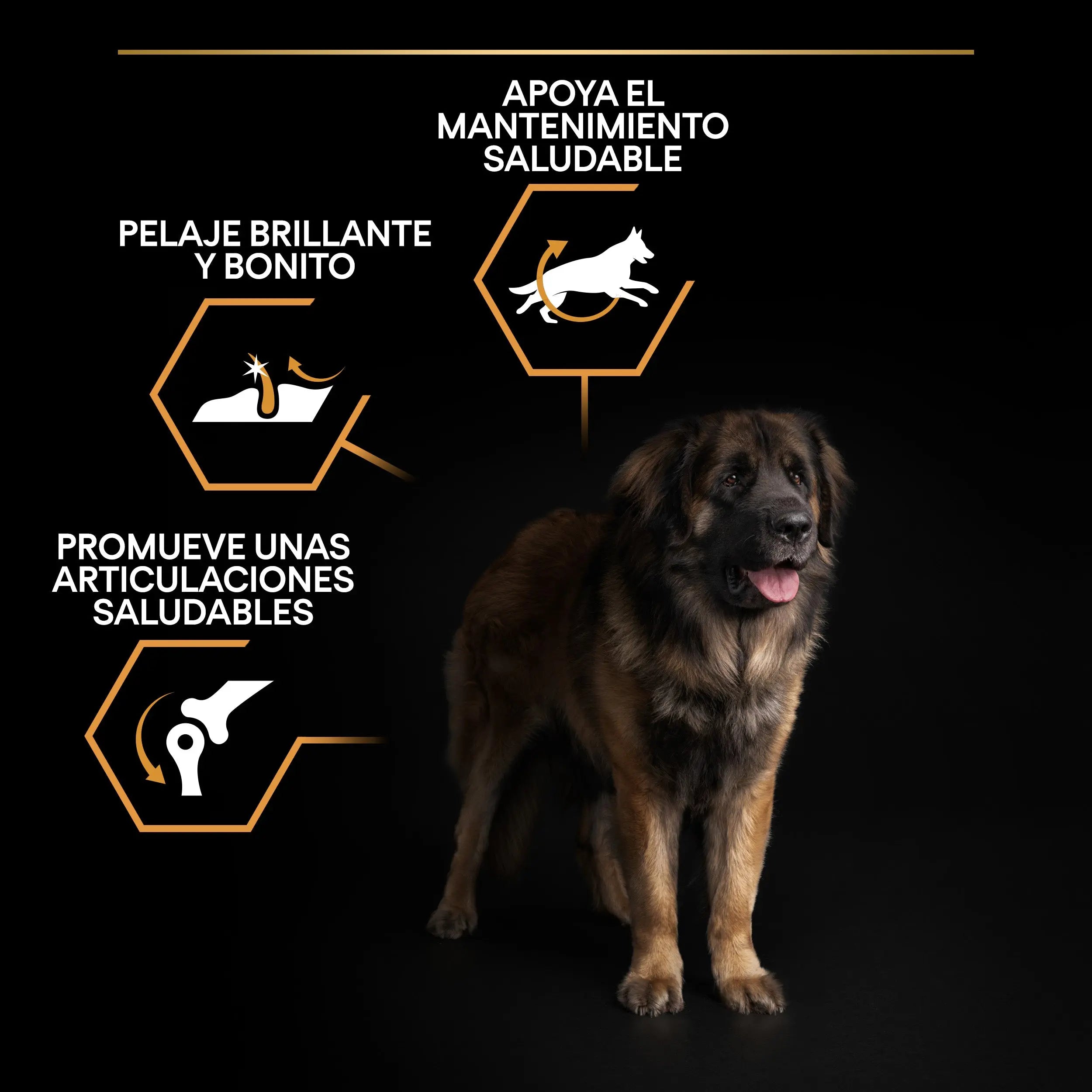 Pro Plan Dog Large Robust Adult Pollo 14 kg+2,5 kg gratis al mejor precio -Todoanimal.es
