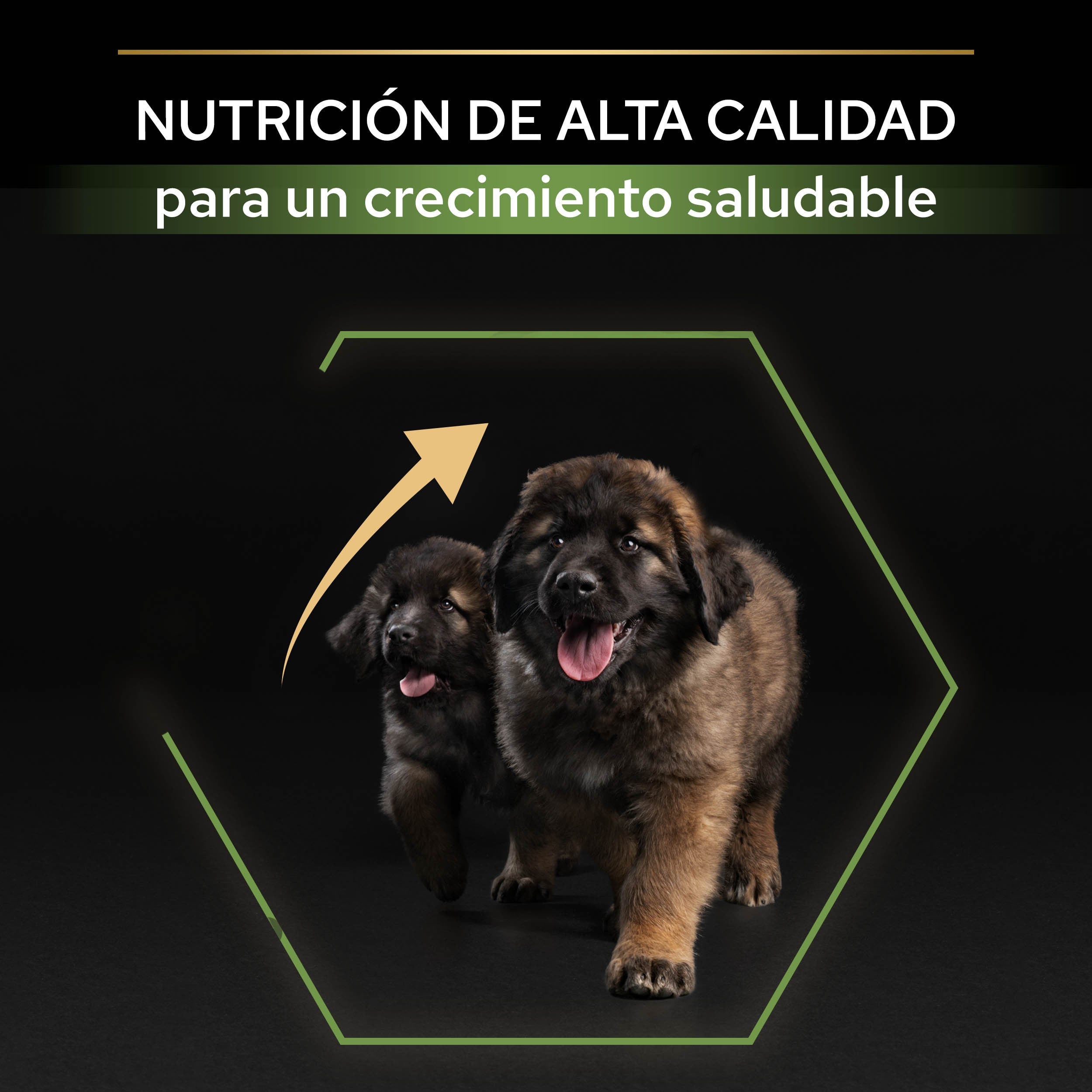 Pro Plan Dog Large Robust Puppy Start Pollo Pienso para Cachorros al mejor precio -Todoanimal.es