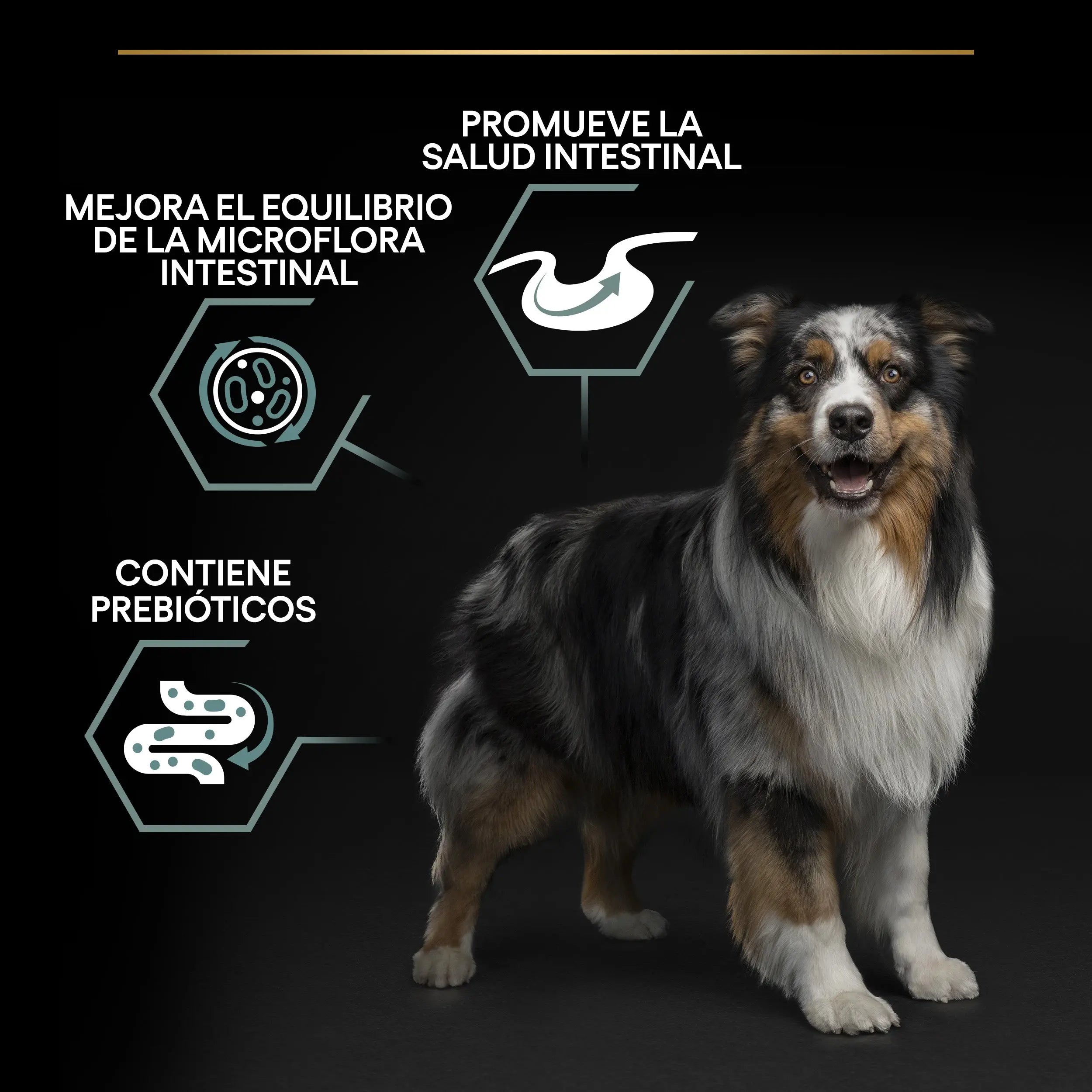 Pro Plan Dog Medium Adult Digest Cordero 3 kg al mejor precio -Todoanimal.es