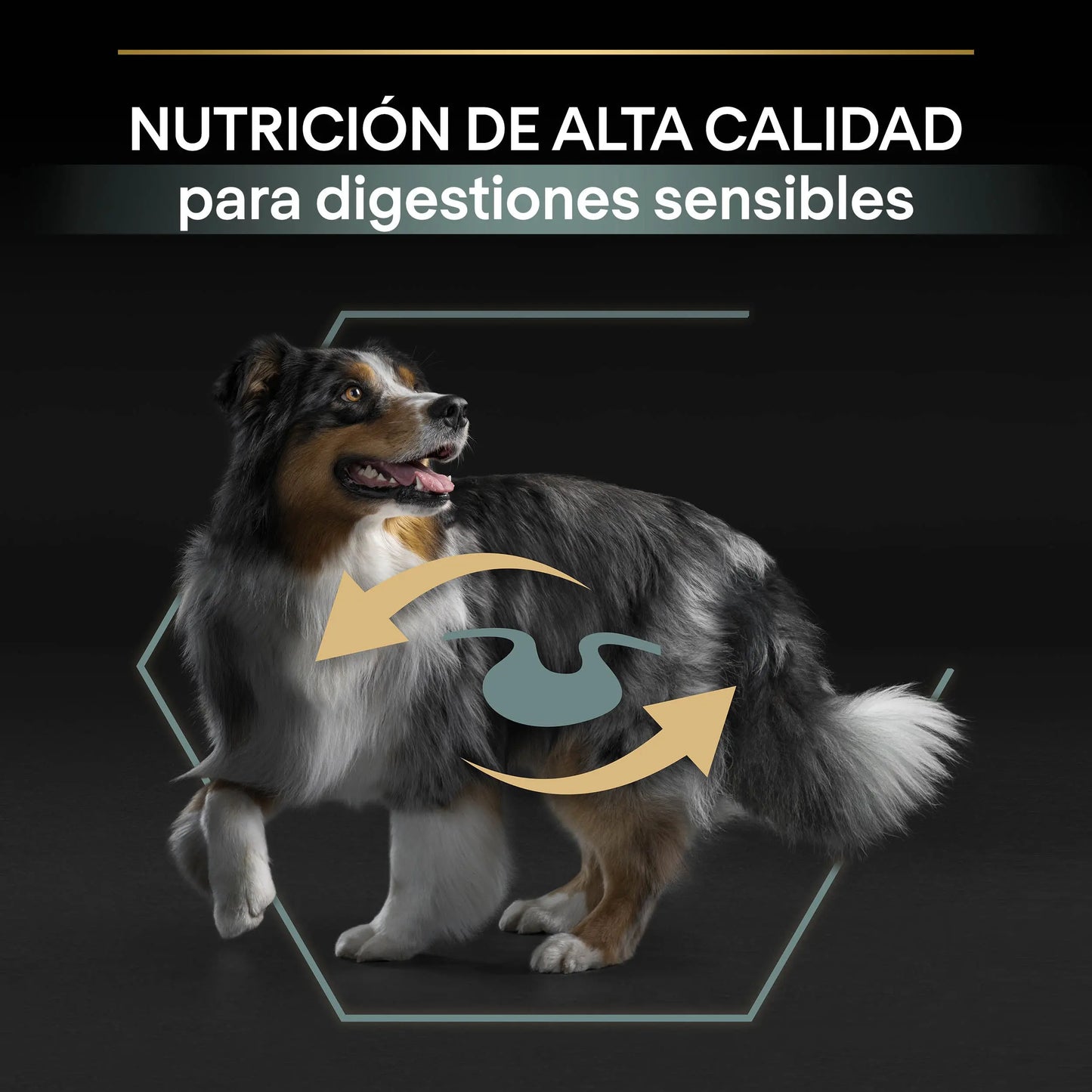 Pro Plan Dog Medium Adult Digest Cordero 3 kg al mejor precio -Todoanimal.es