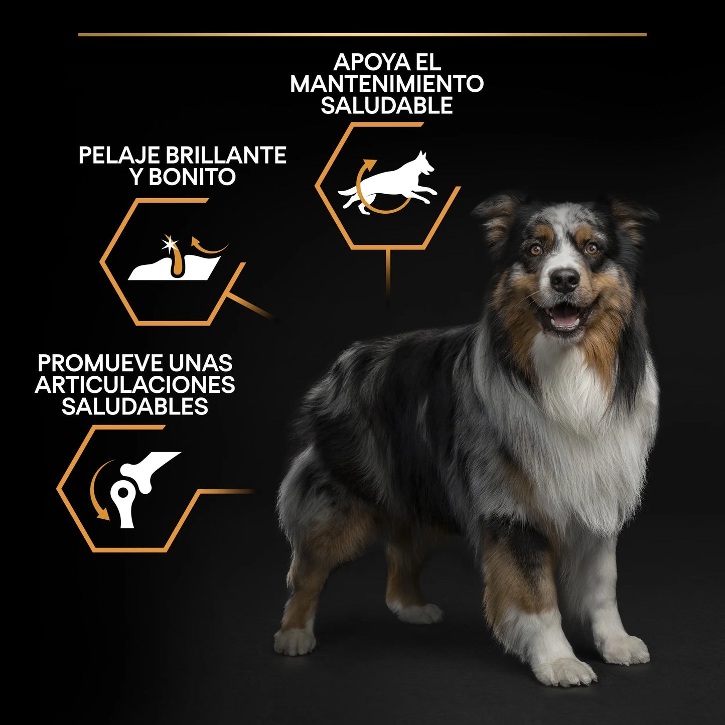 Pro Plan Dog Medium Adult Pollo 14 kg+2,5 kg gratis al mejor precio -Todoanimal.es
