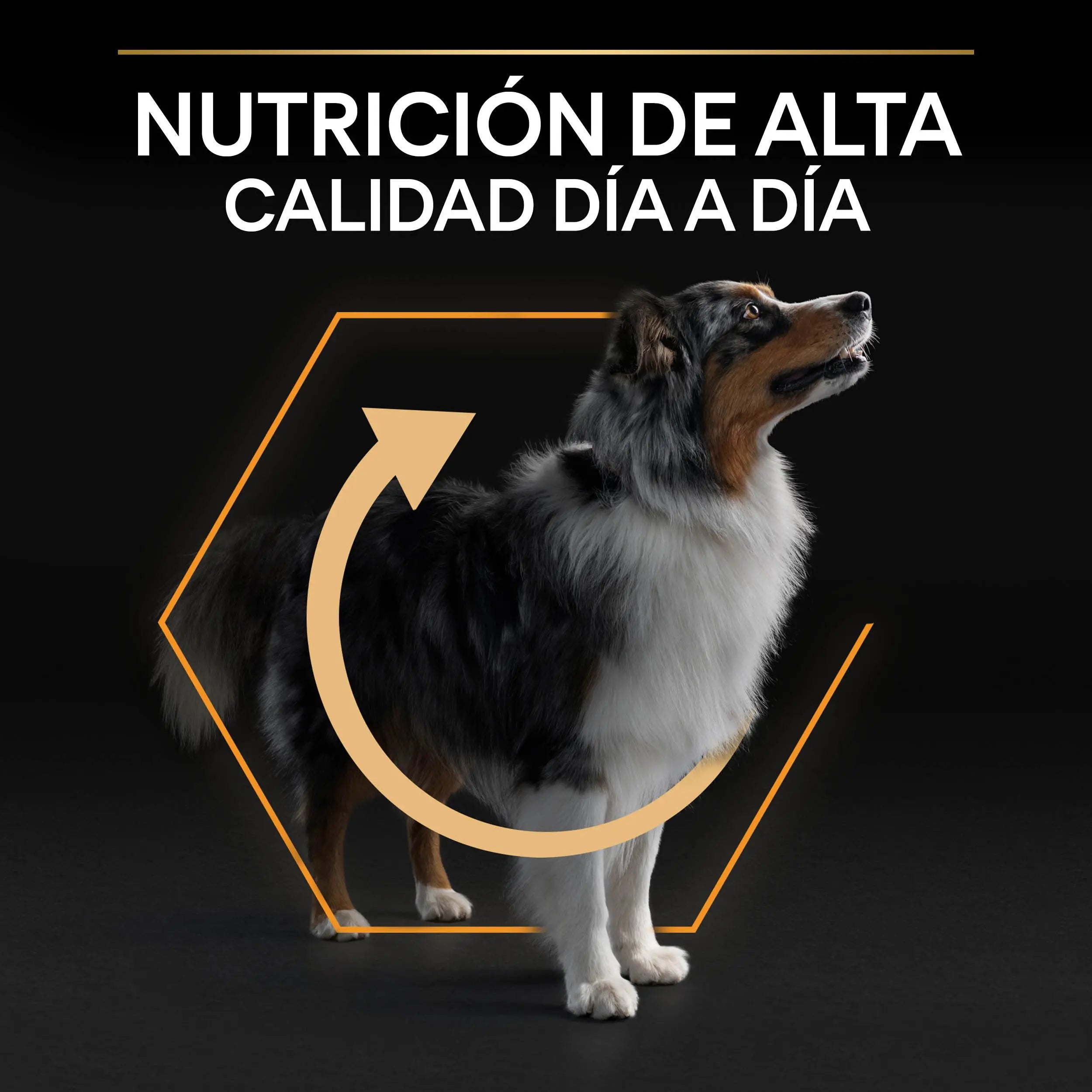 Pro Plan Dog Medium Adult Pollo 14 kg+2,5 kg gratis al mejor precio -Todoanimal.es
