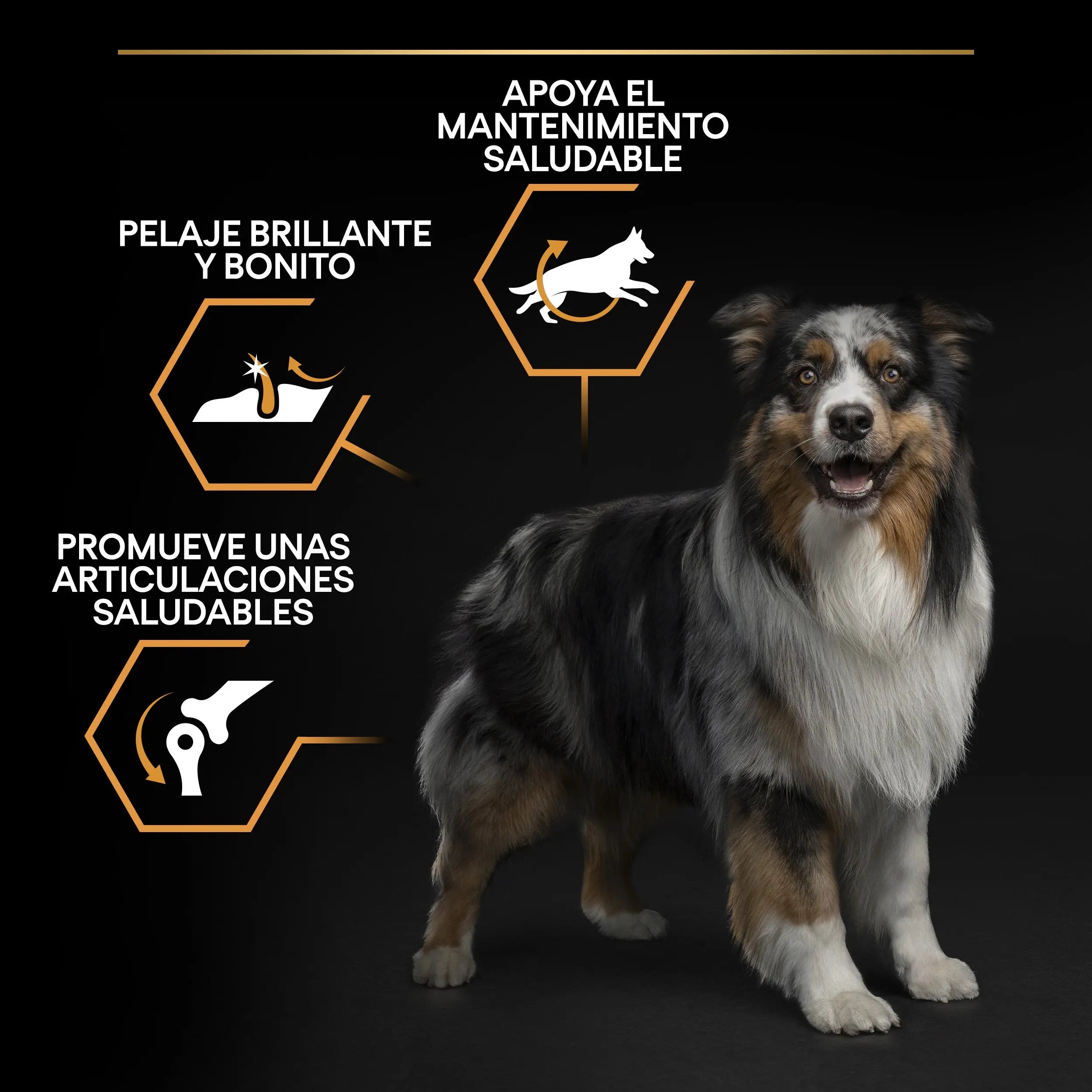 Pro Plan Dog Medium Adult Pollo 3 kg al mejor precio -Todoanimal.es