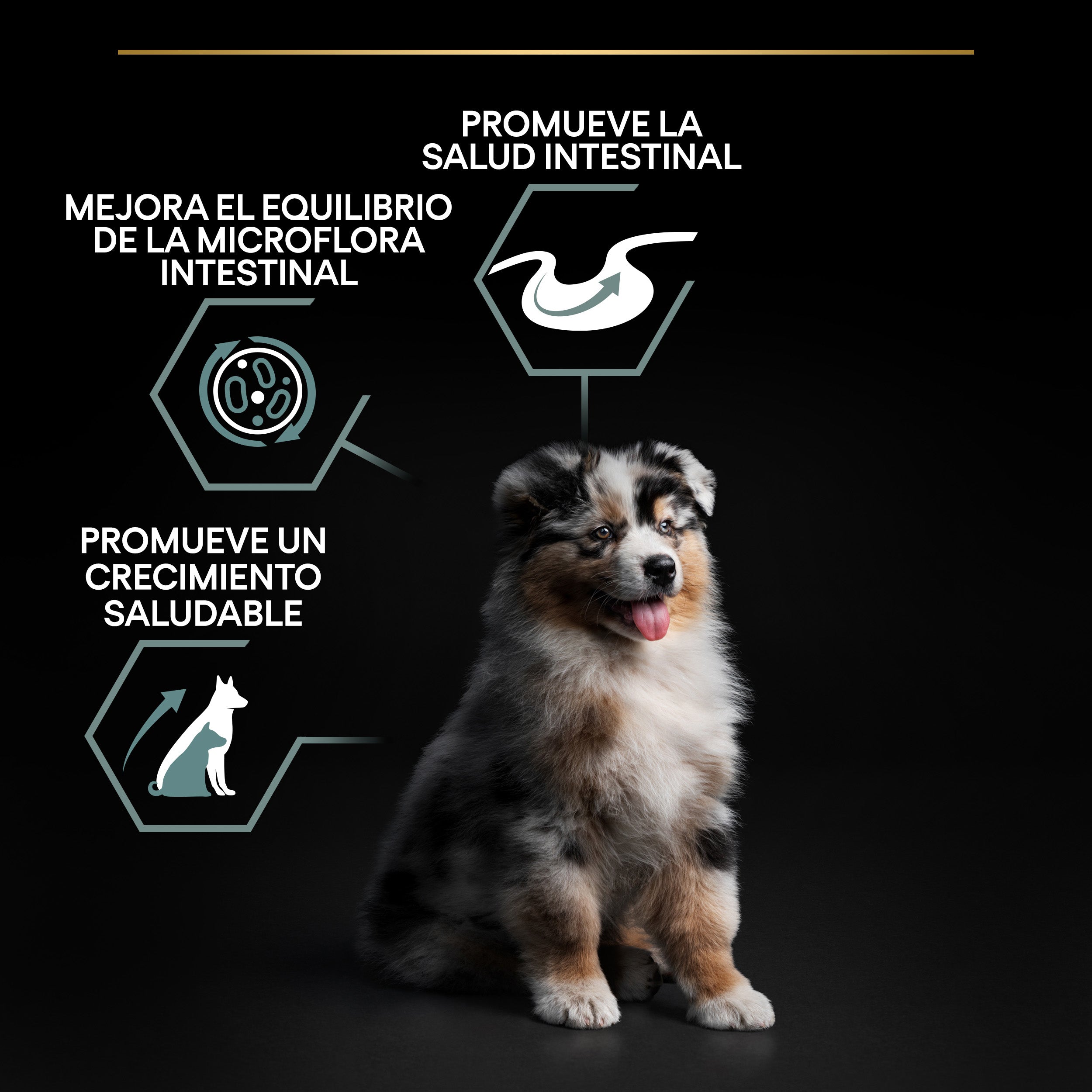 Pro Plan Dog Medium Puppy Digest Cordero Pienso para Cachorros al mejor precio -Todoanimal.es