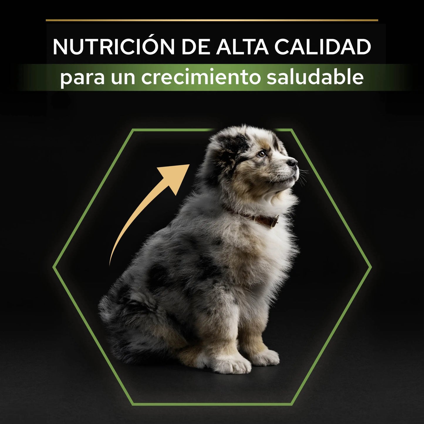 Pro Plan Dog Medium Puppy Start Pollo 3 kg al mejor precio -Todoanimal.es