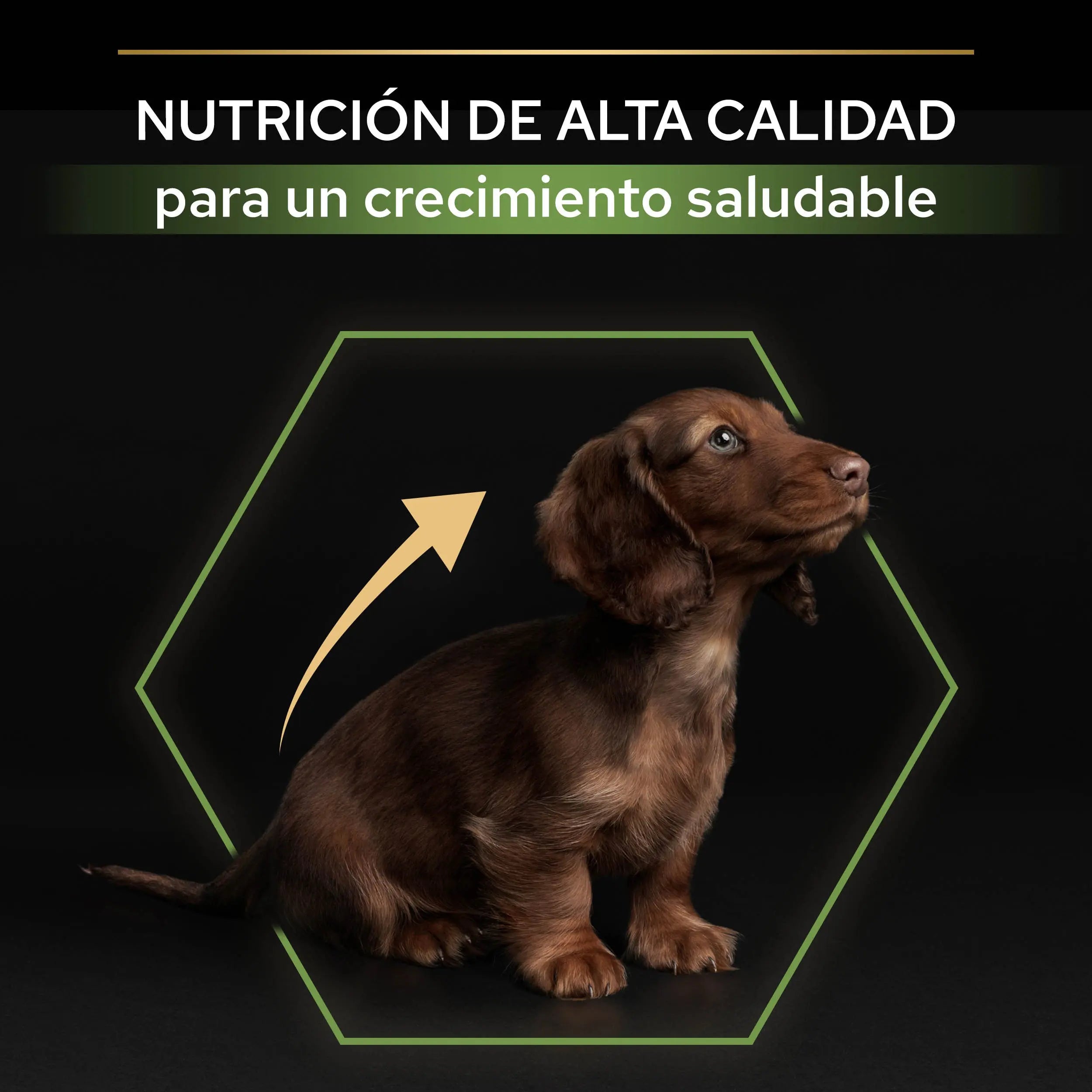 Pro Plan Dog Puppy Small & Mini Healthy Start Pollo Pienso para Cachorros al mejor precio -Todoanimal.es