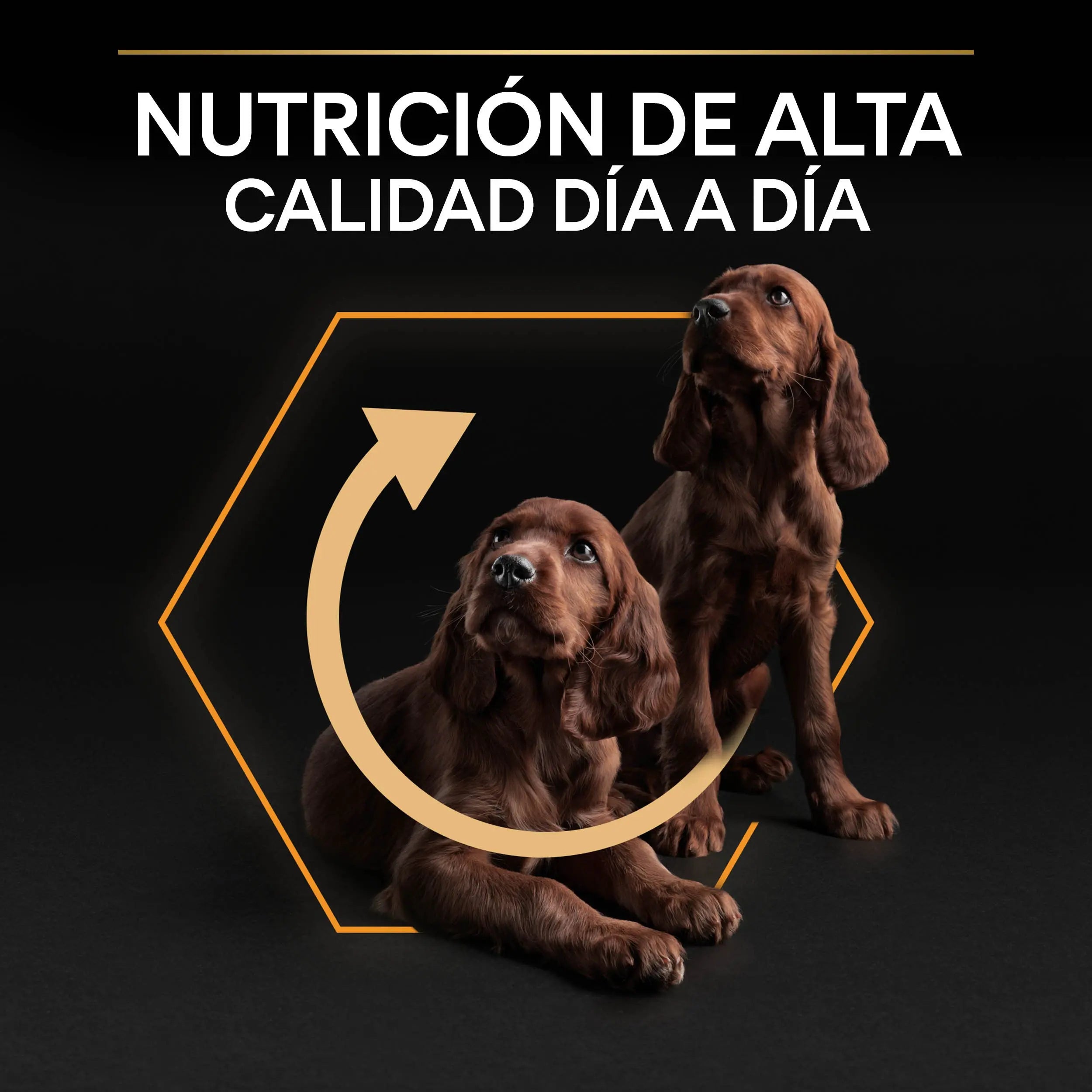 Pro Plan Dog Small & Mini Adult Pollo Pienso para Perros al mejor precio -Todoanimal.es