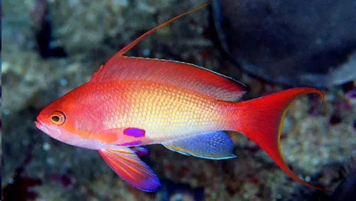 Pseudoanthias Squamipinnis - Precios Más Baratos - Todoanimal