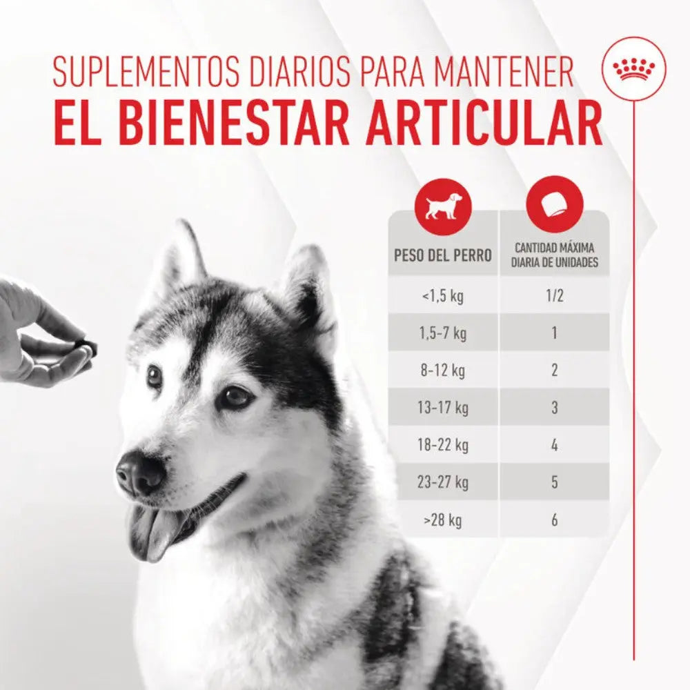 Royal Canin Adult Joint & Ageing 240 g Suplemento para Perros Adultos al mejor precio -Todoanimal.es