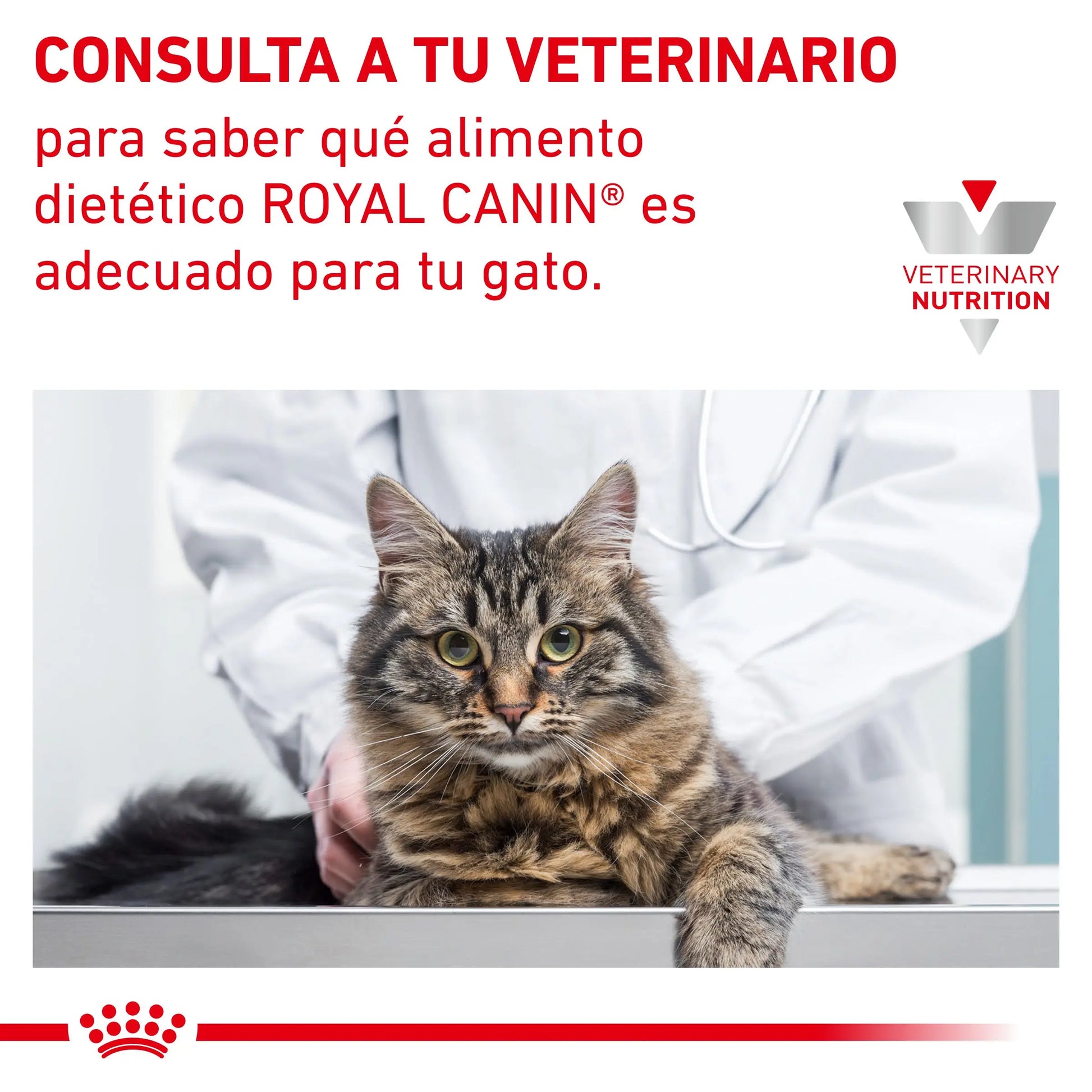 Royal Canin Anallergenic | Pienso Veterinario para Gatos con Intolerancias y Alergias Alimentarias al mejor precio -Todoanimal.es