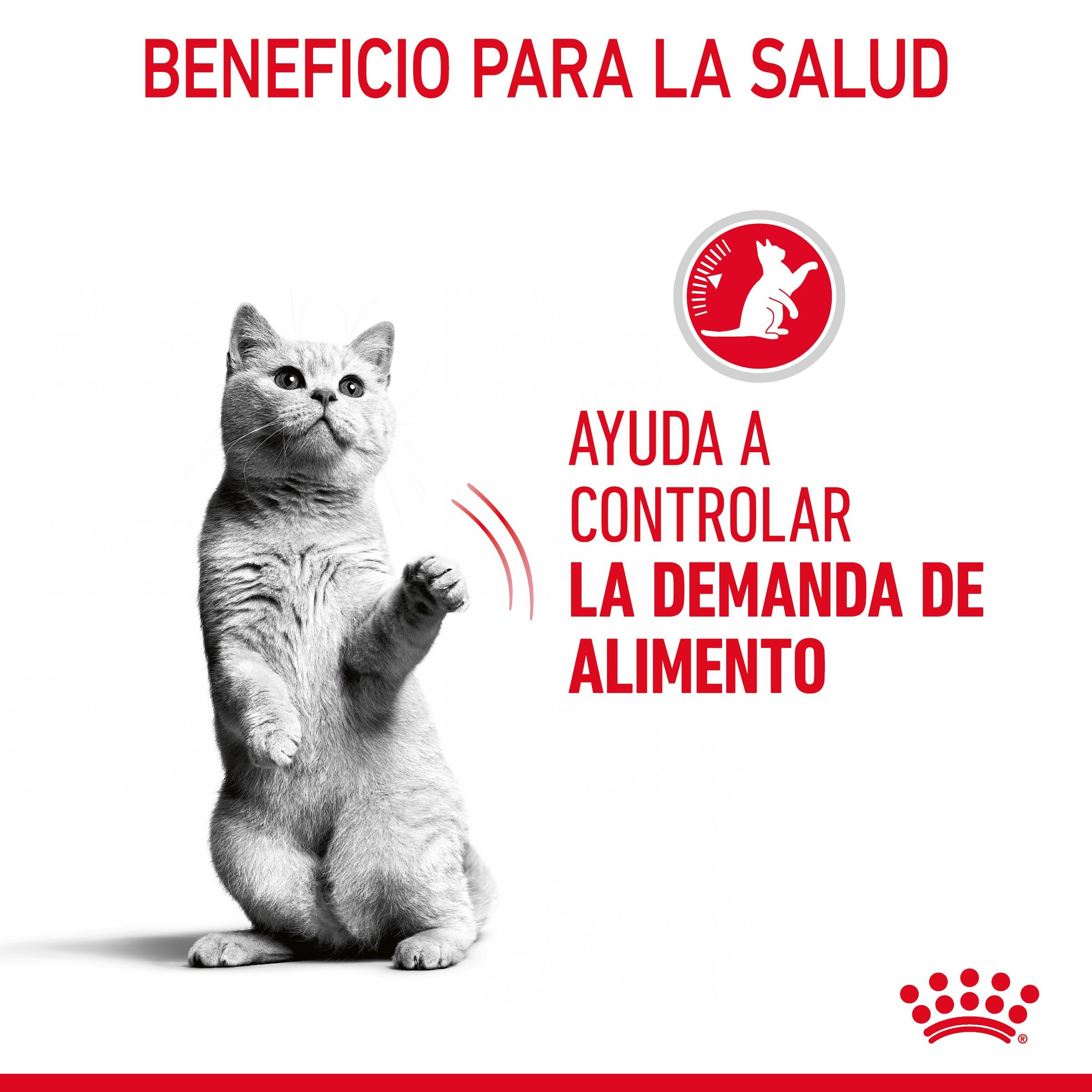Royal Canin Appetite Control Finas Láminas en Salsa 85 g Comida Húmeda para Gatos al mejor precio -Todoanimal.es