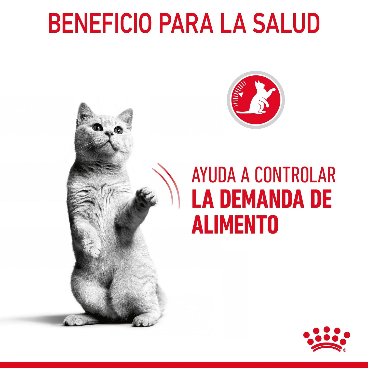 Royal Canin Appetite Control Pienso para Gatos al mejor precio -Todoanimal.es