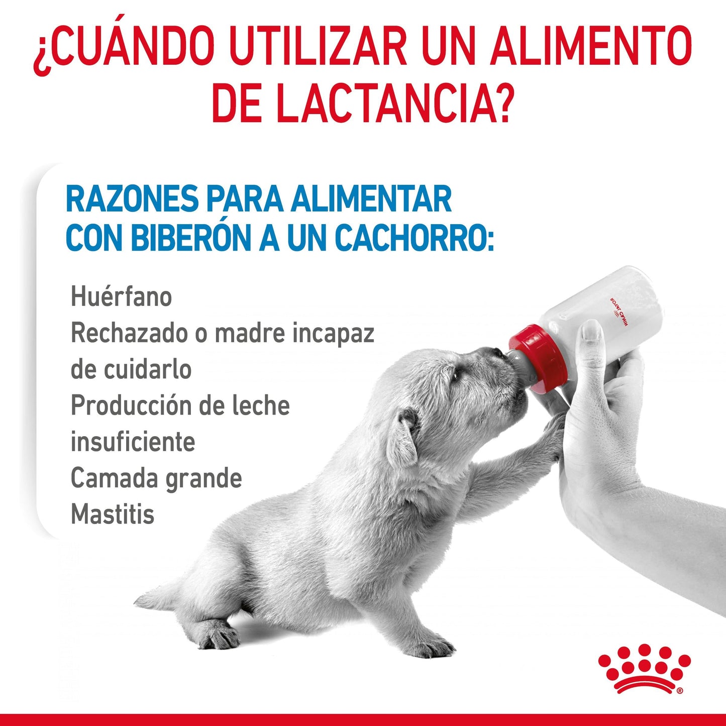 Royal Canin Babydog Milk Leche en Polvo para Cachorros al mejor precio -Todoanimal.es
