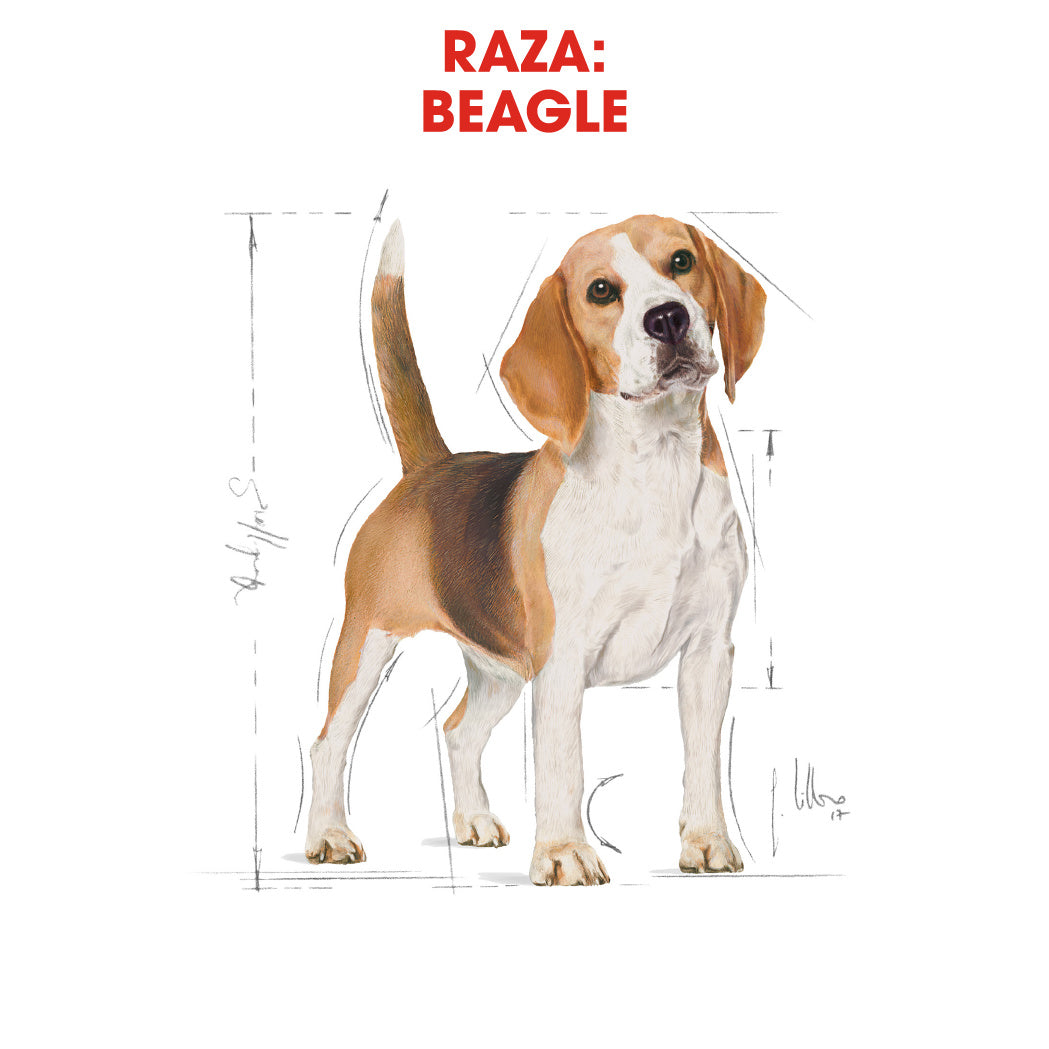 Royal Canin Beagle, Adulto al mejor precio -Todoanimal.es