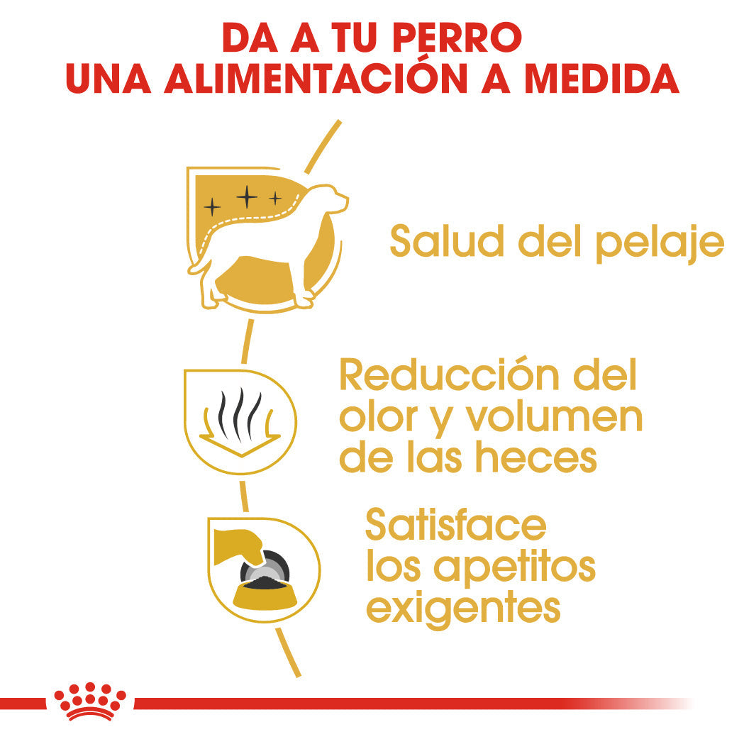 Royal Canin Bichón Maltés Pienso para Perros Adultos de Raza al mejor precio -Todoanimal.es