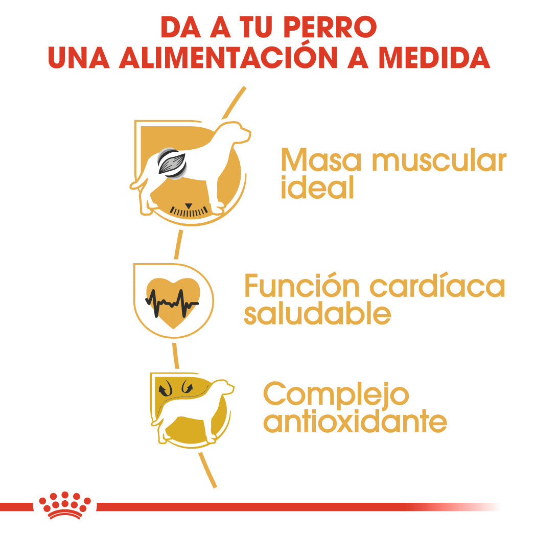 Royal Canin Boxer Pienso para Perros de Raza al mejor precio -Todoanimal.es