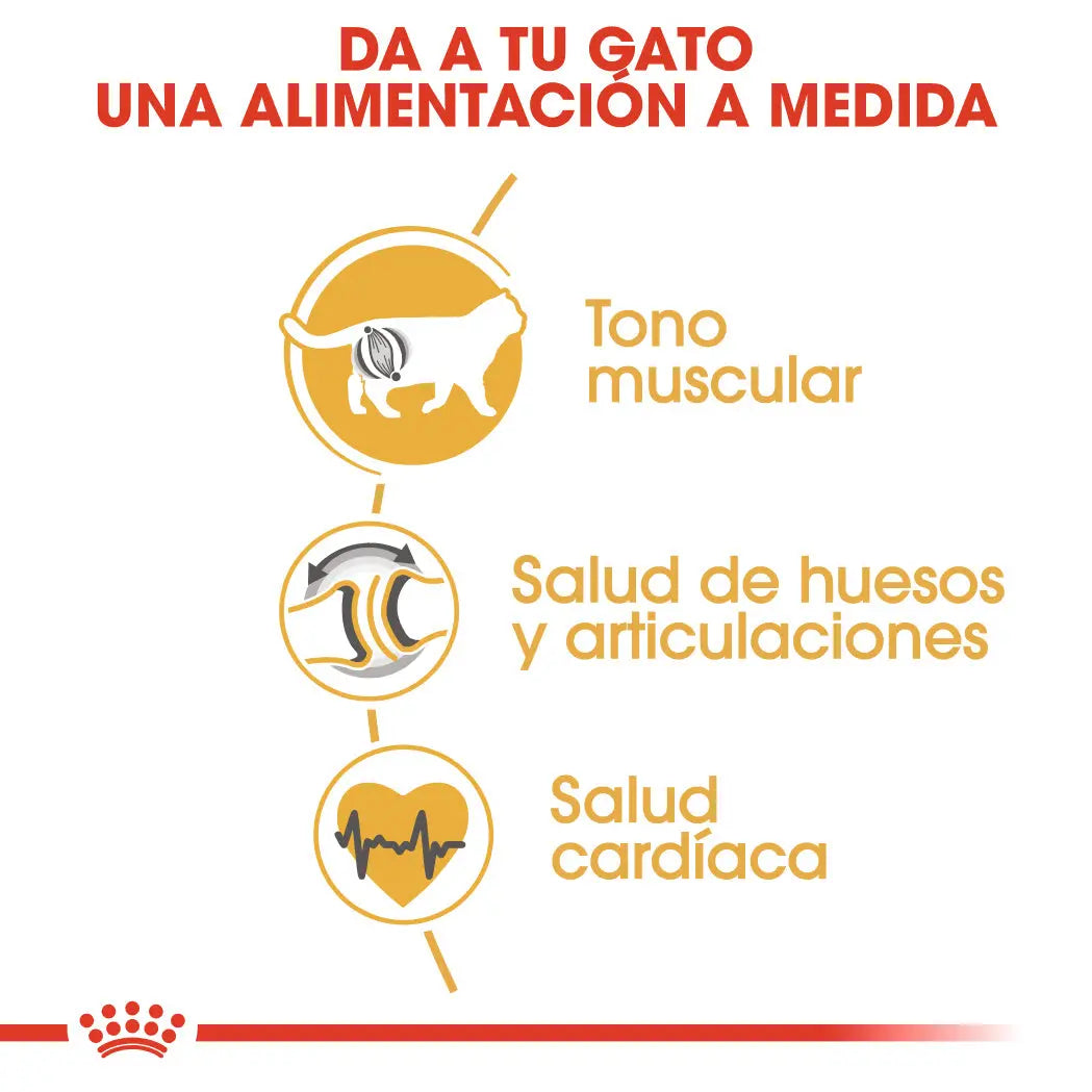 Royal Canin British Shorthair 2 kg Pienso Seco para Gatos al mejor precio -Todoanimal.es